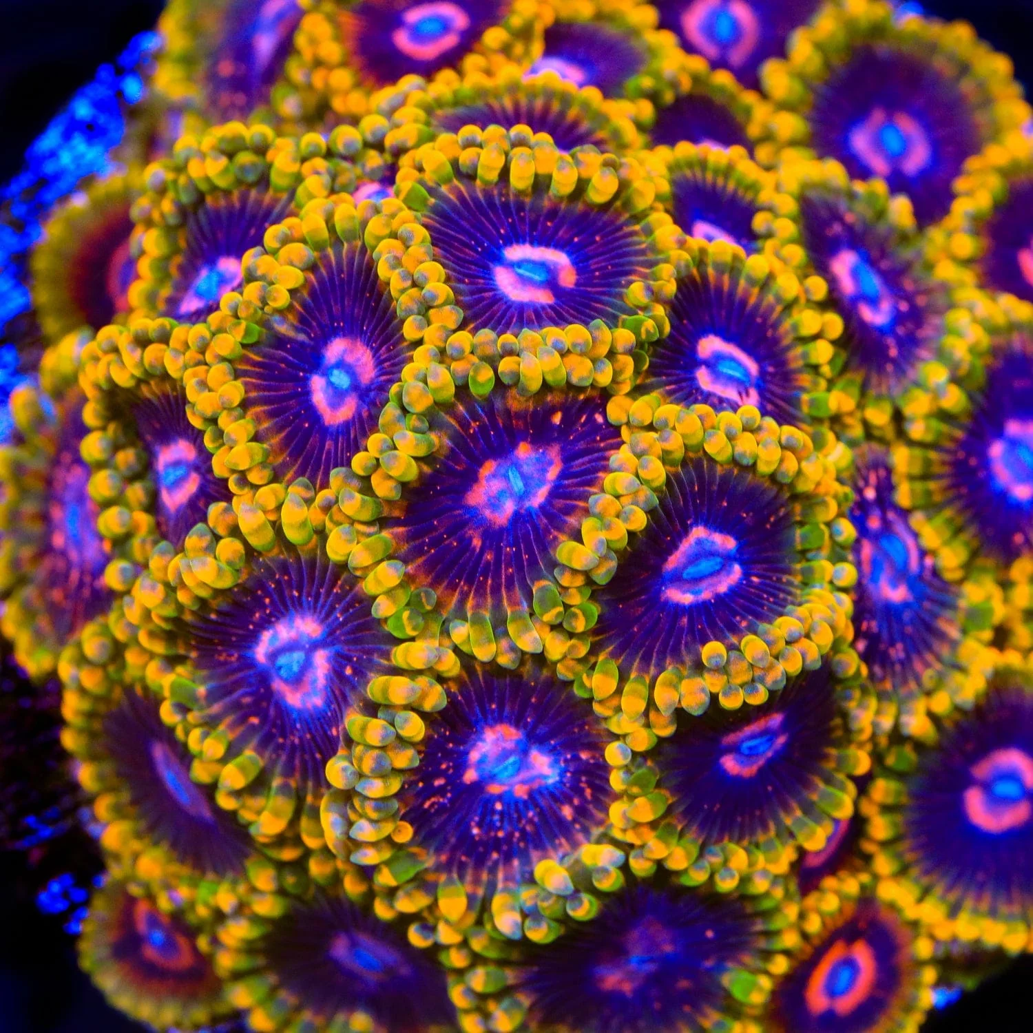 Mind Trick Zoanthids Coral - Image 2