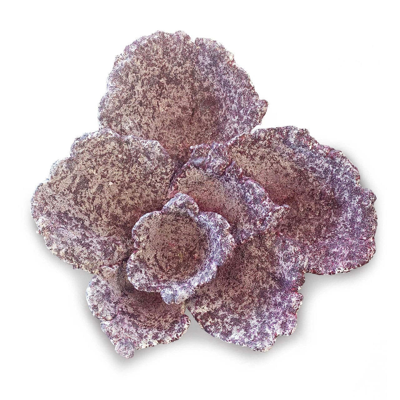 Mini Plate Corals - 10 Piece - Real Reef - Image 3
