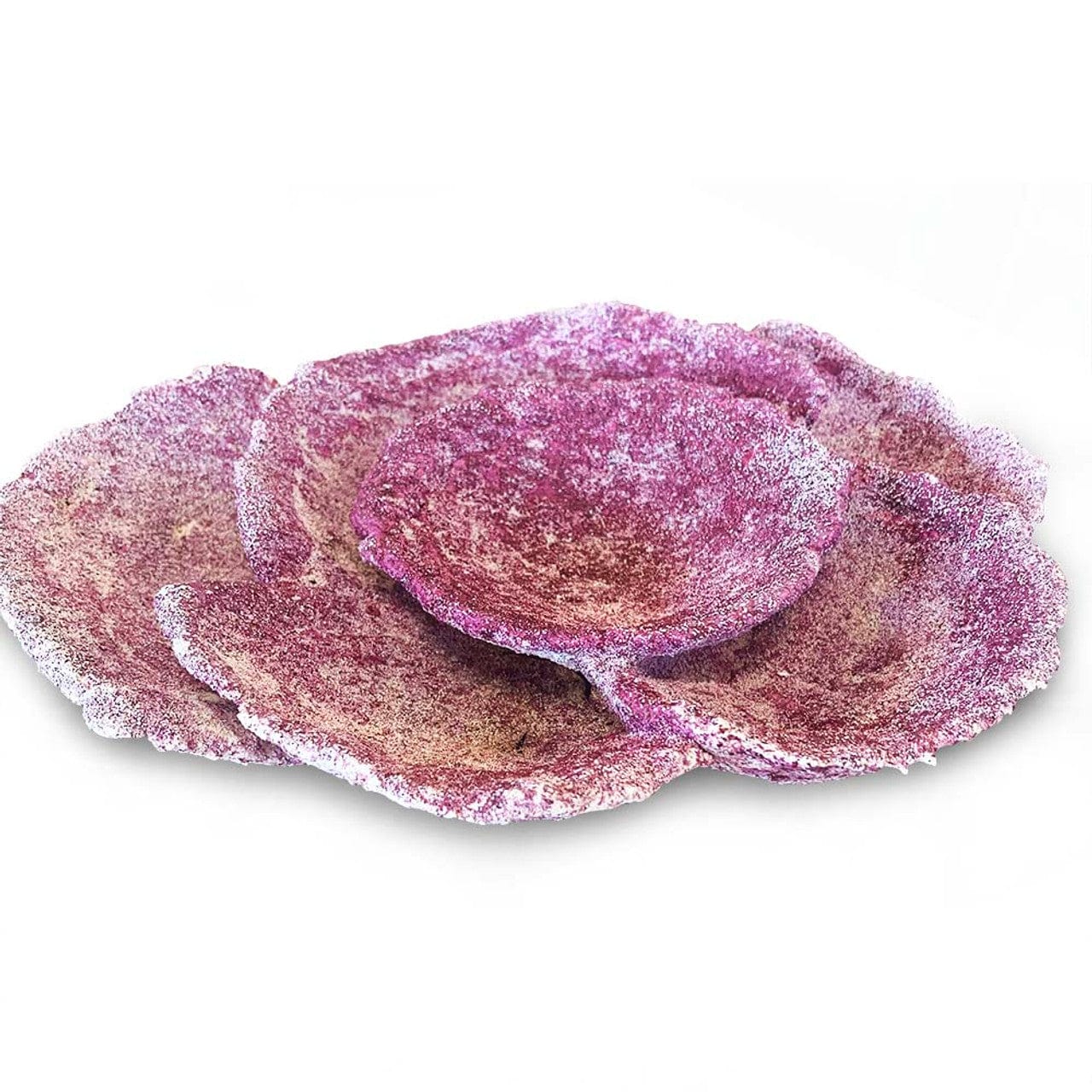 Mini Plate Corals - 10 Piece - Real Reef - Image 4