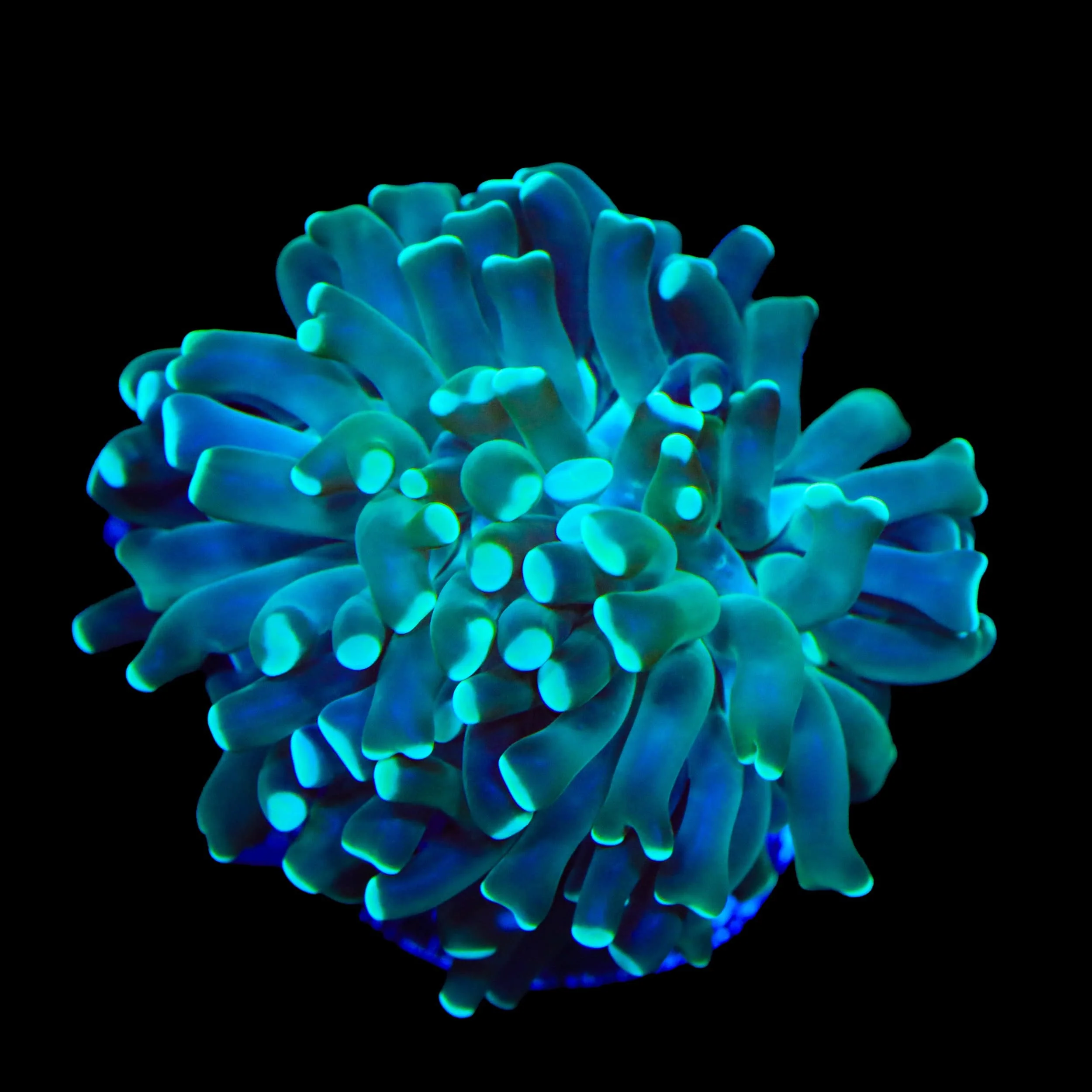 Mint Hammer Coral - Image 2