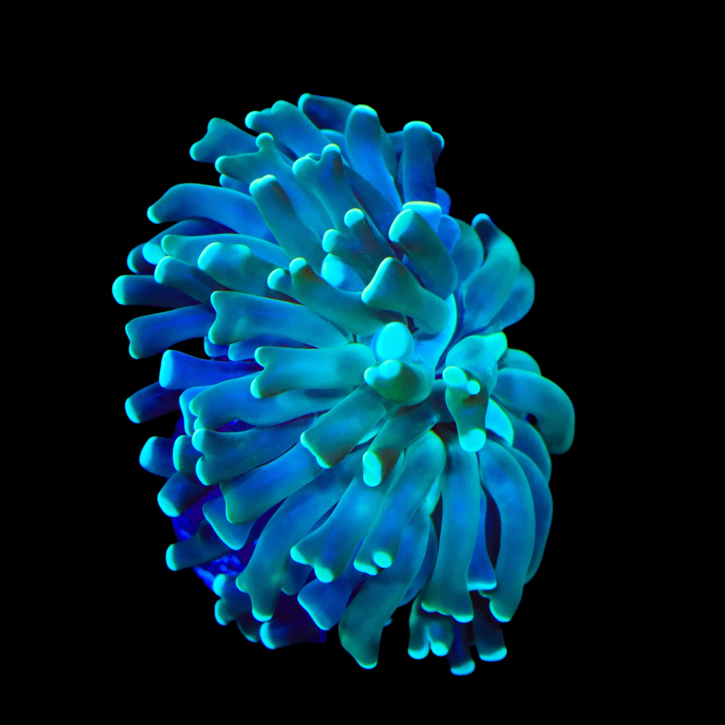 Mint Hammer Coral - Image 3