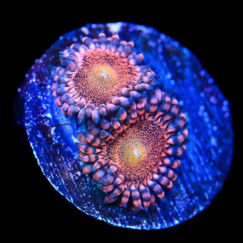 Mohawk Zoanthids Coral - Image 2