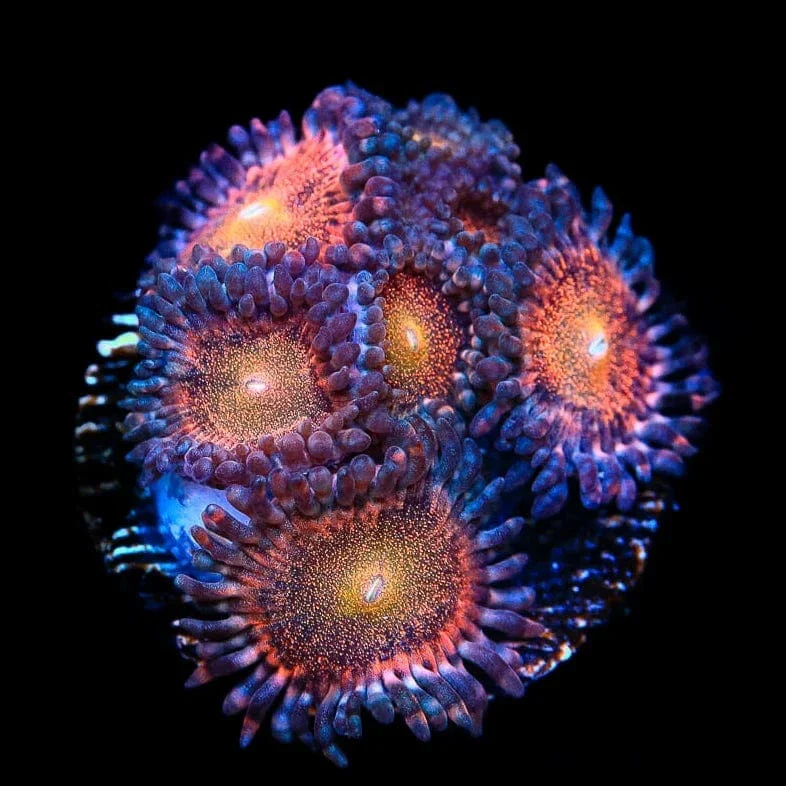Mohawk Zoanthids Coral - Image 3
