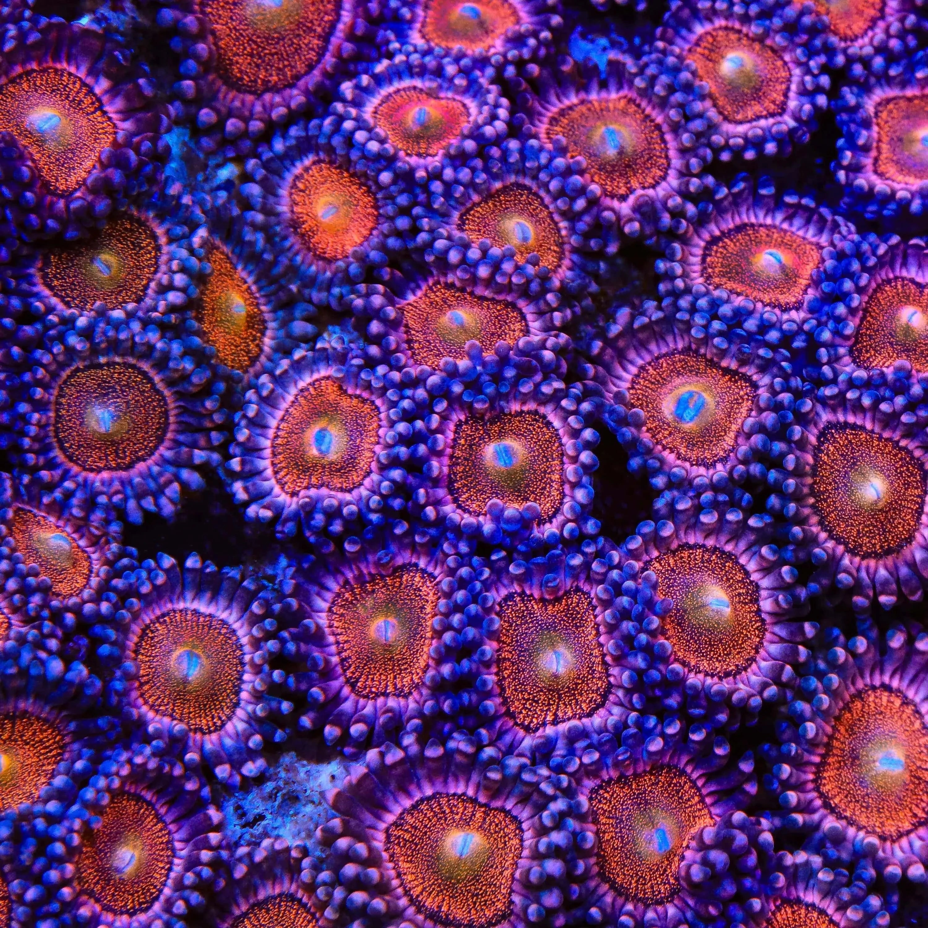 Mohawk Zoanthids Coral - Image 4