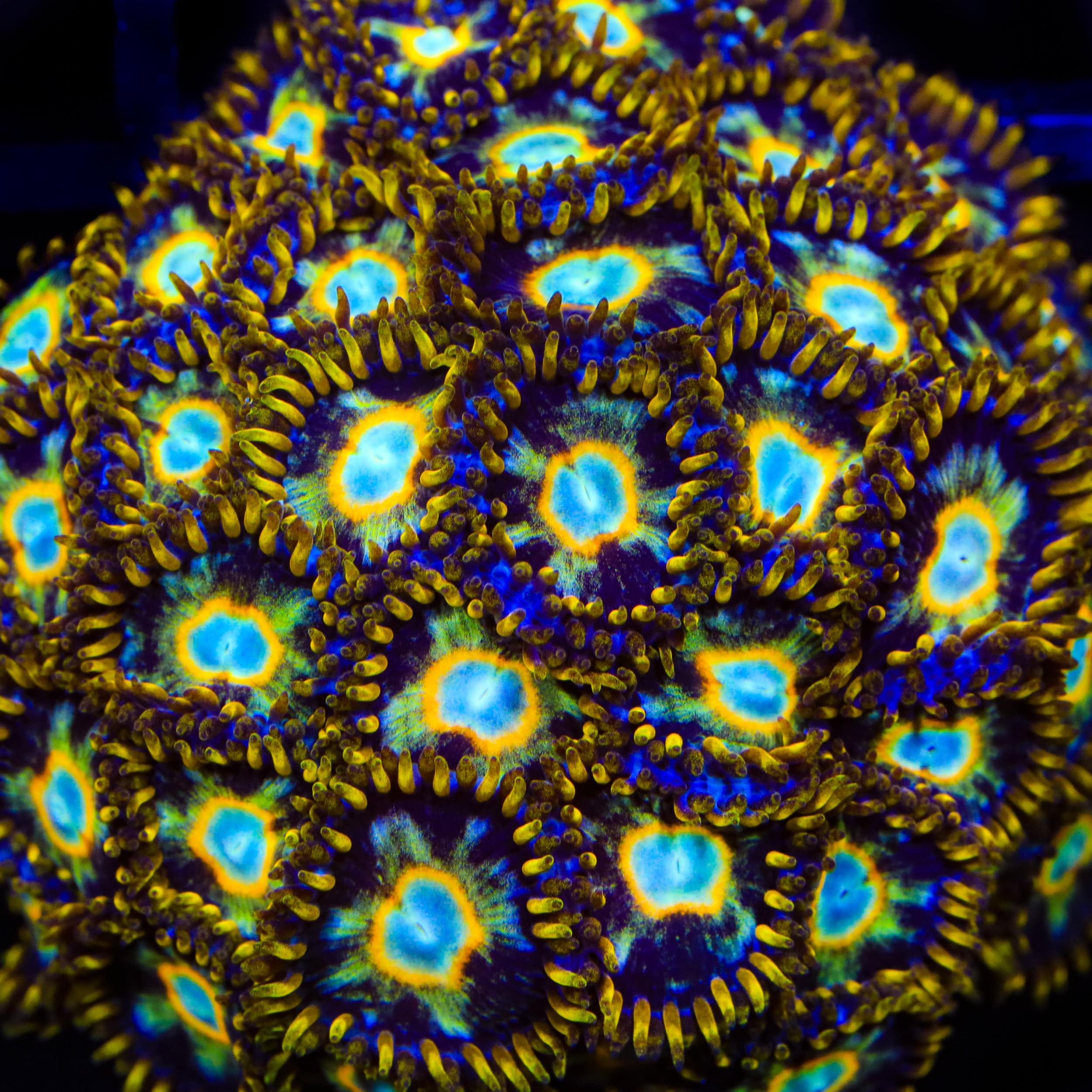 Murder Hornet Zoanthids Coral - Image 4
