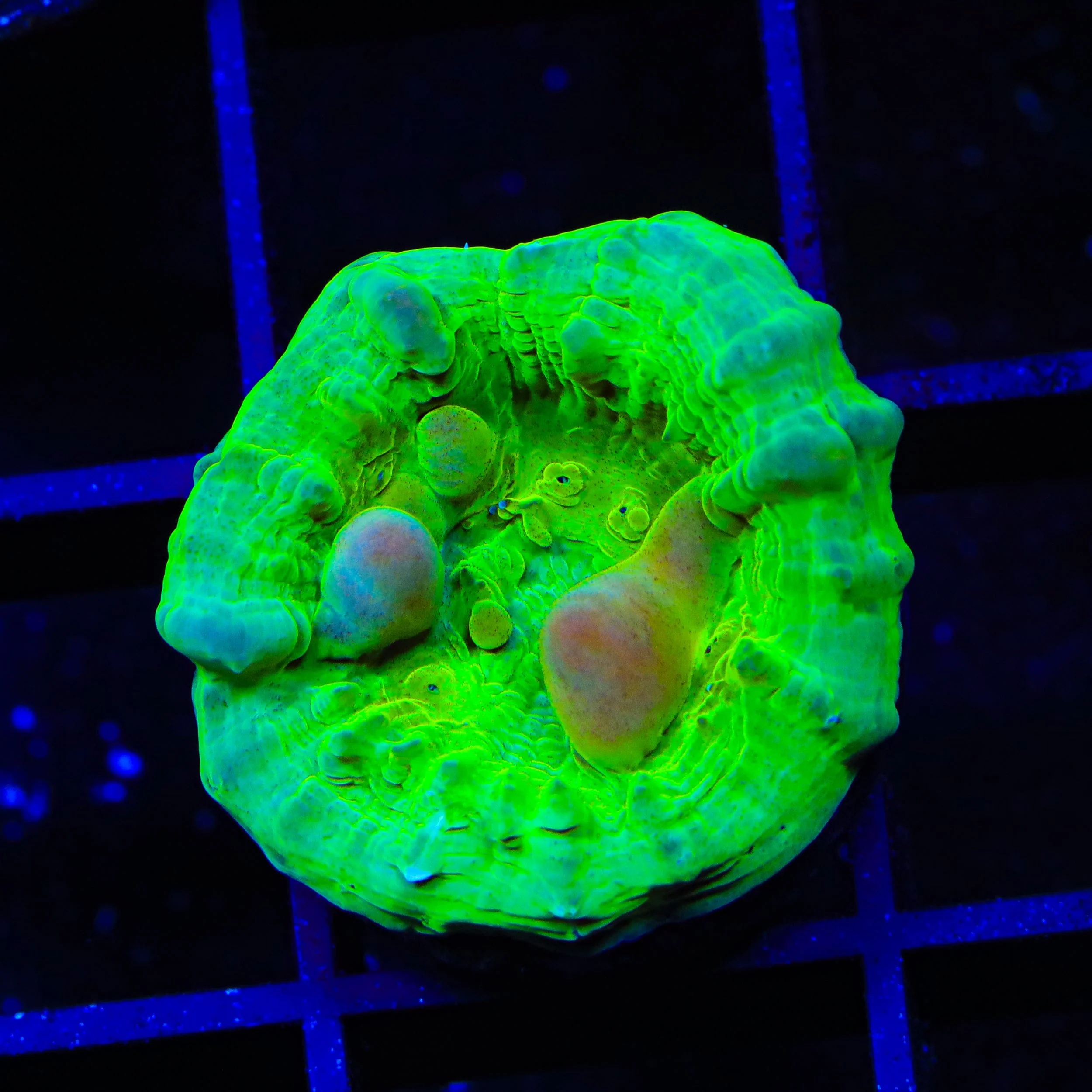 Neon Cosmic Candy Bounce Chalice Coral - Image 2