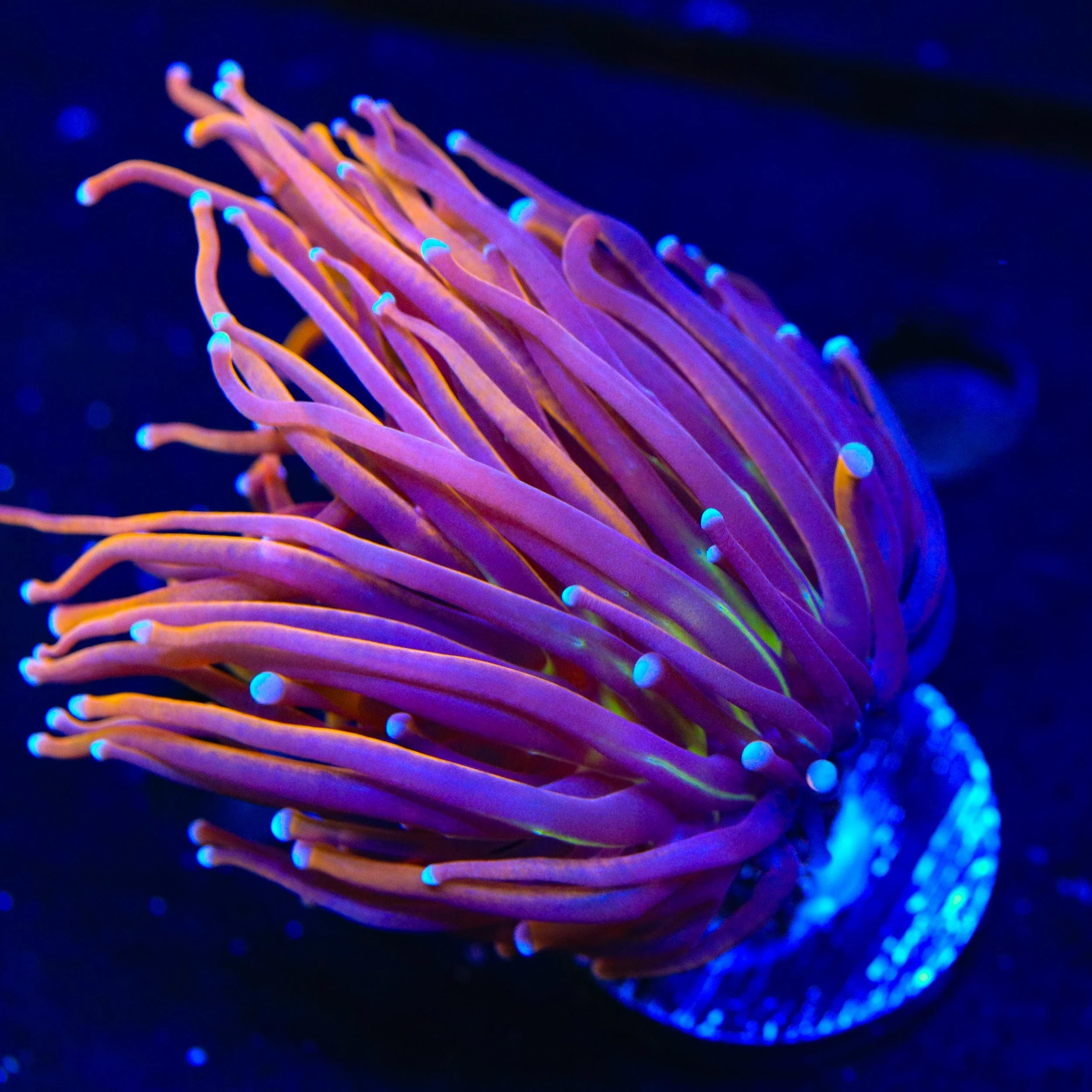 New York Knicks Torch Coral - Image 3