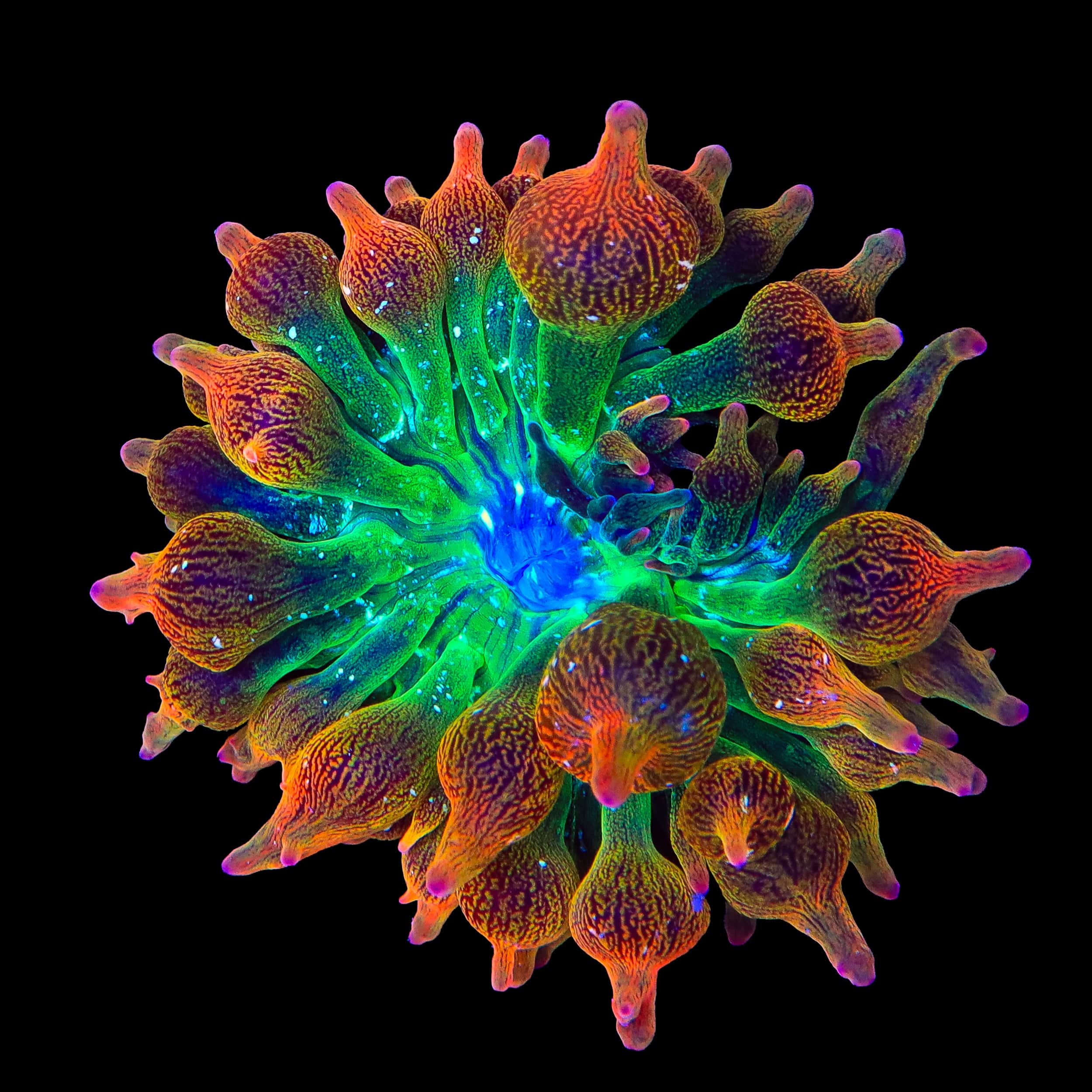 Nexus Blaze Bubble Tip Anemone - Image 2