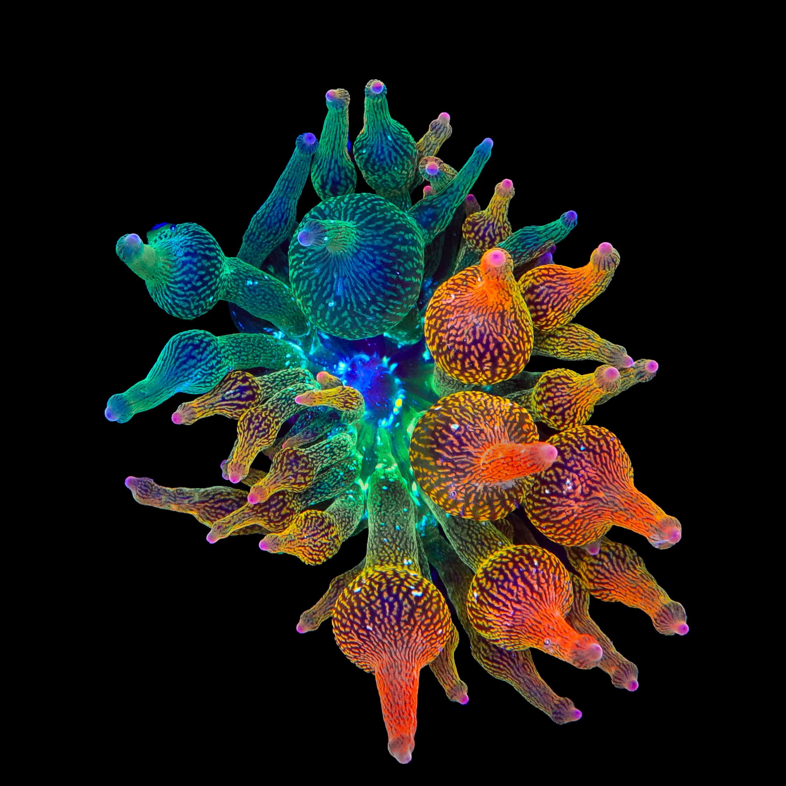 Grafted Nexus Burst Bubble Tip Anemone - 50/50