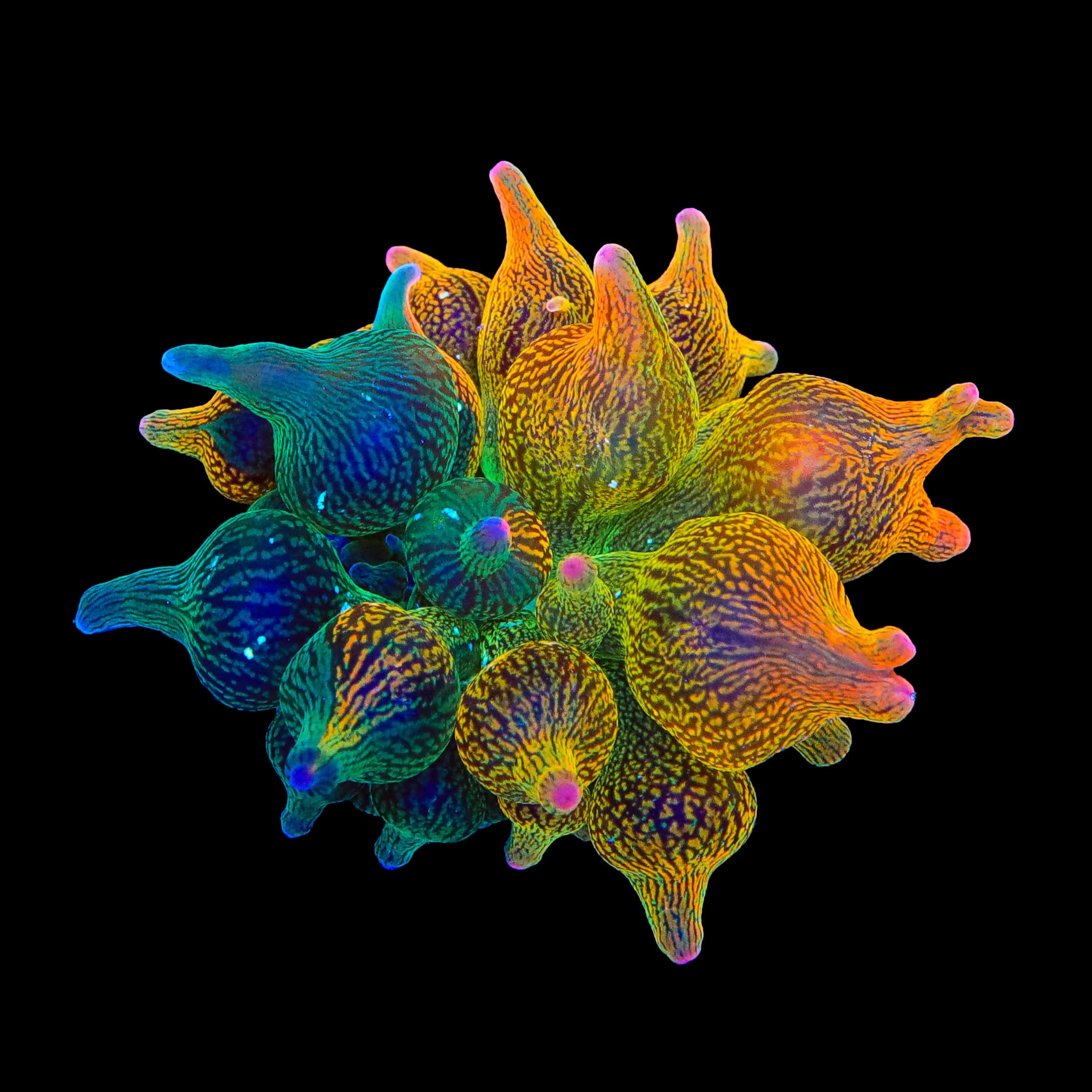 Grafted Nexus Burst Bubble Tip Anemone - 50/50 - Image 2