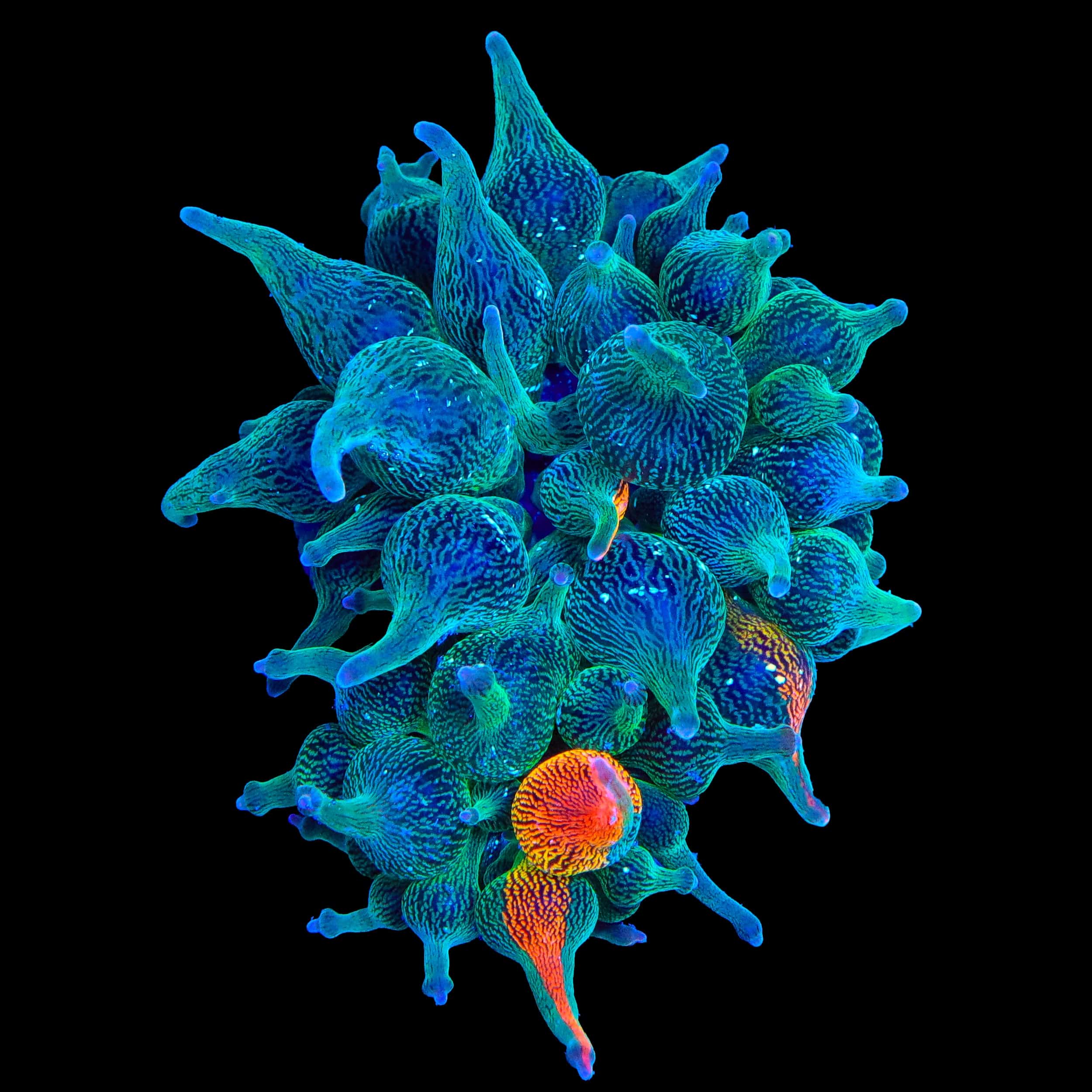 Grafted Nexus Burst Bubble Tip Anemone - 1/4 Red - Image 3