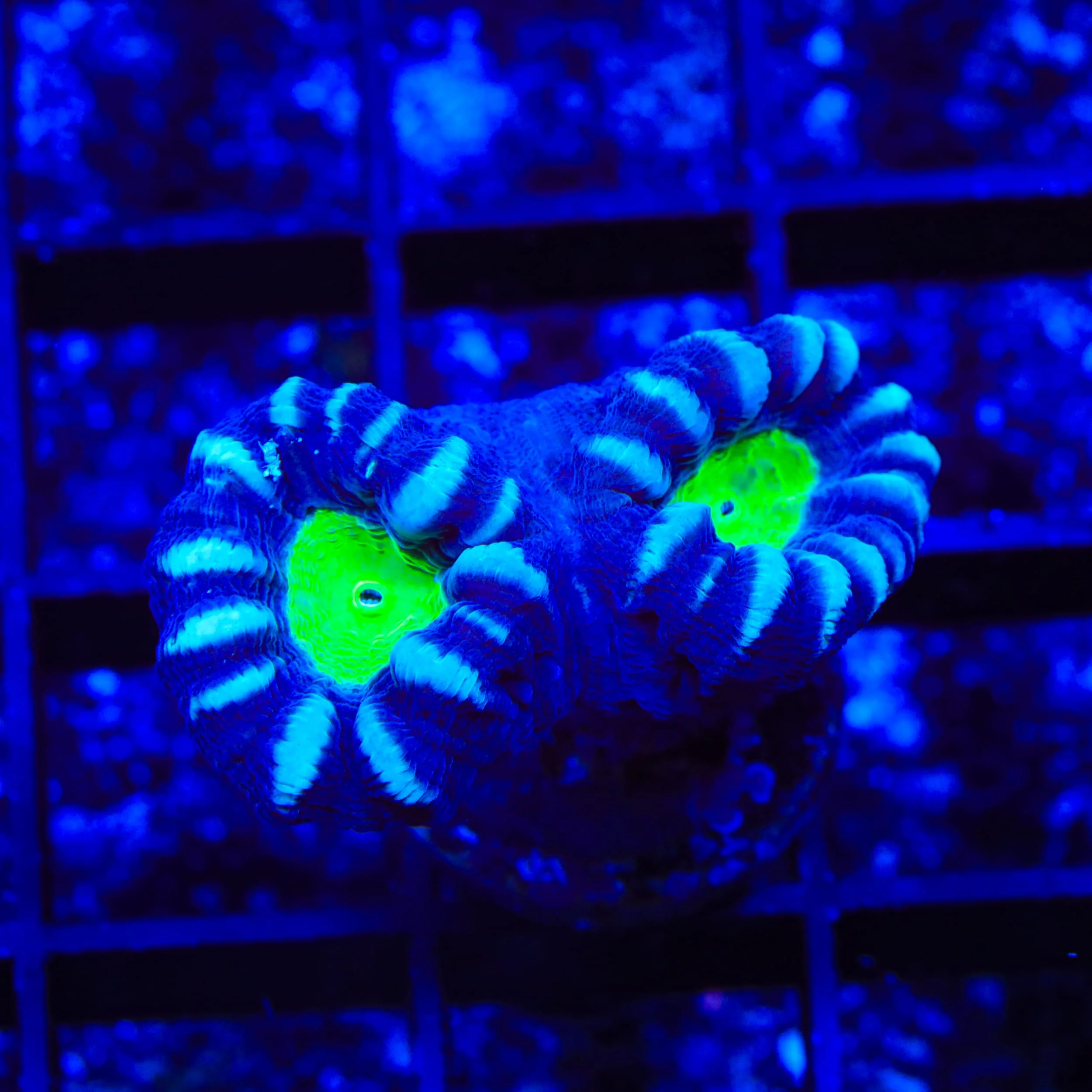 Nightmare Candy Cane Coral - Image 2
