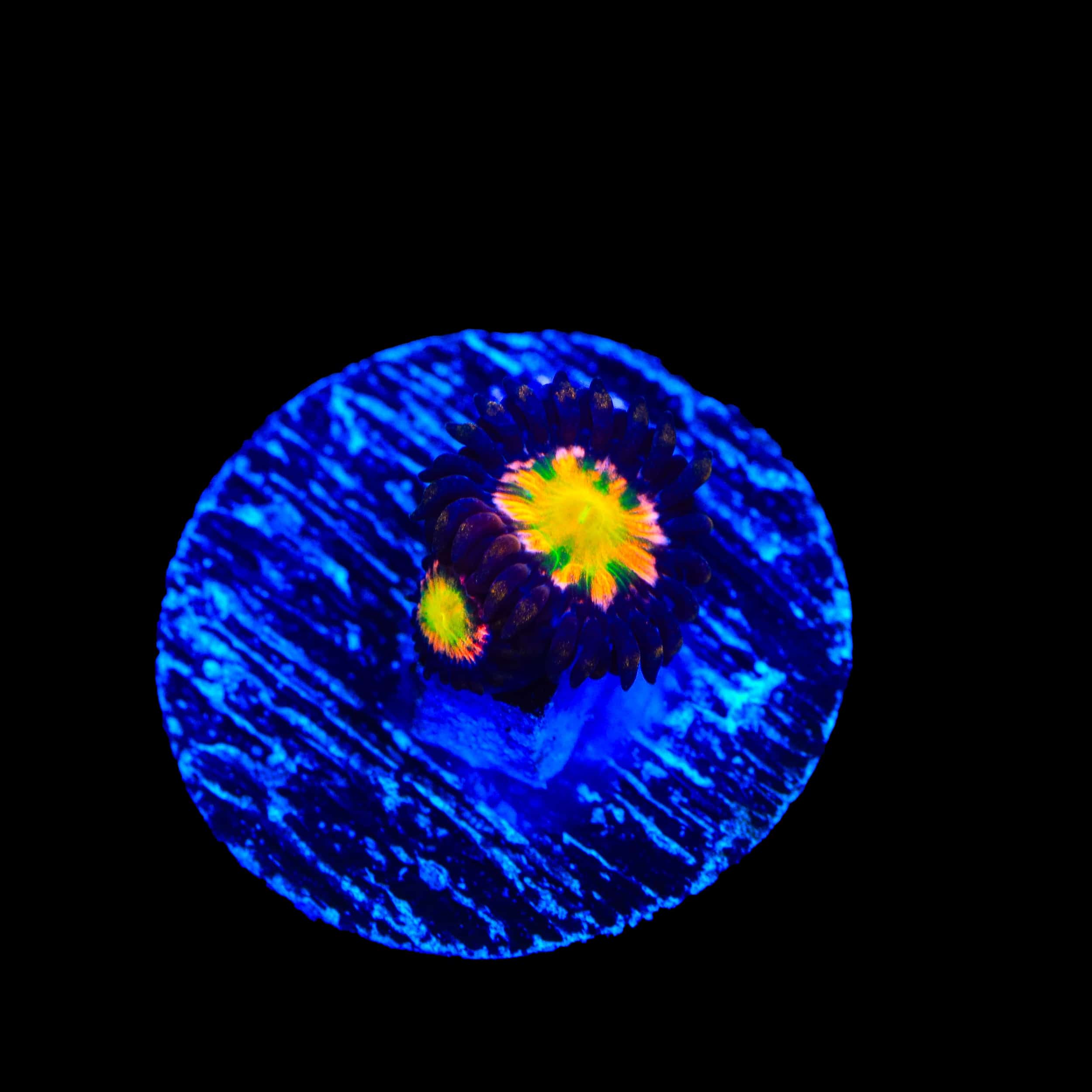 Bizarro Zoanthids Coral - Image 2