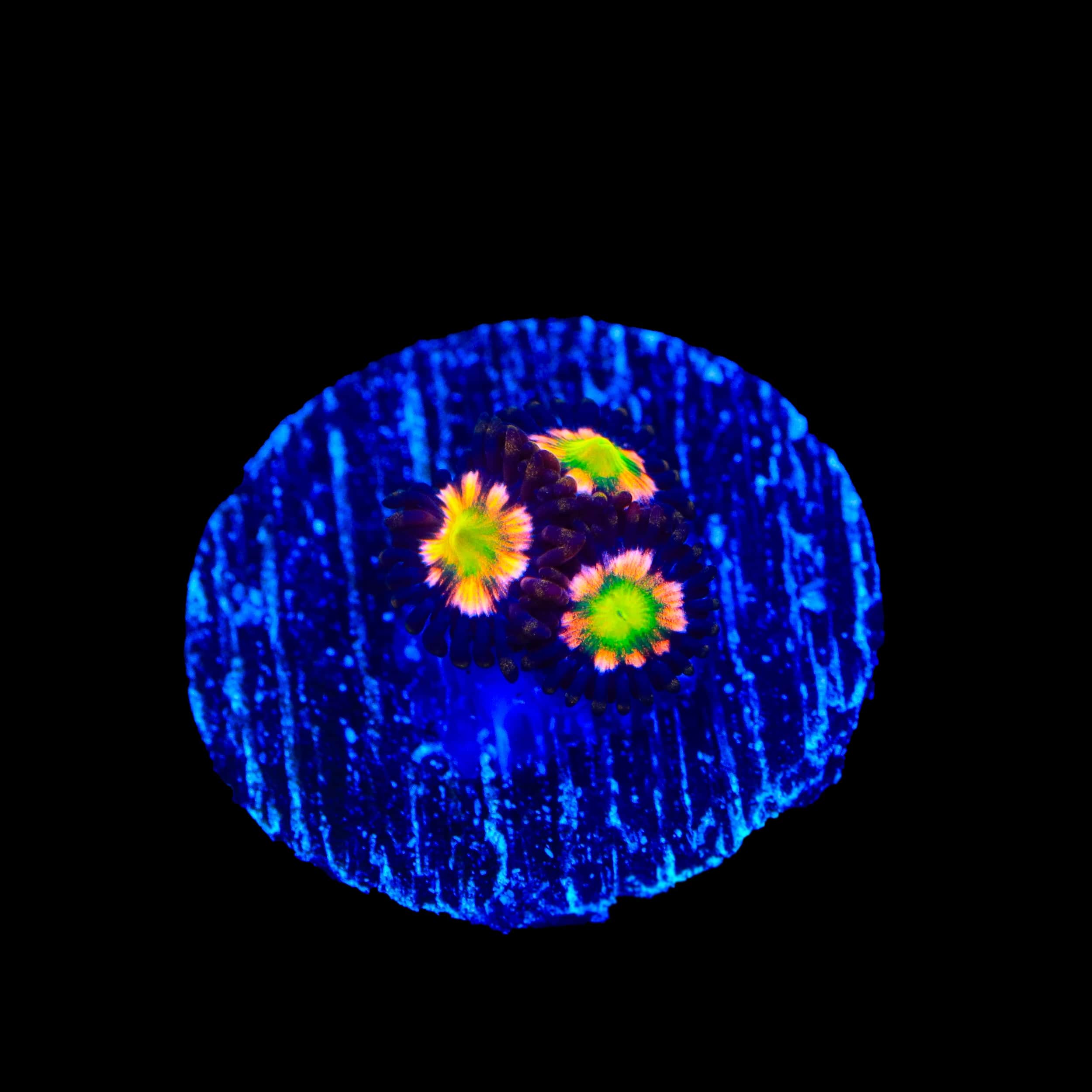 Bizarro Zoanthids Coral - Image 3
