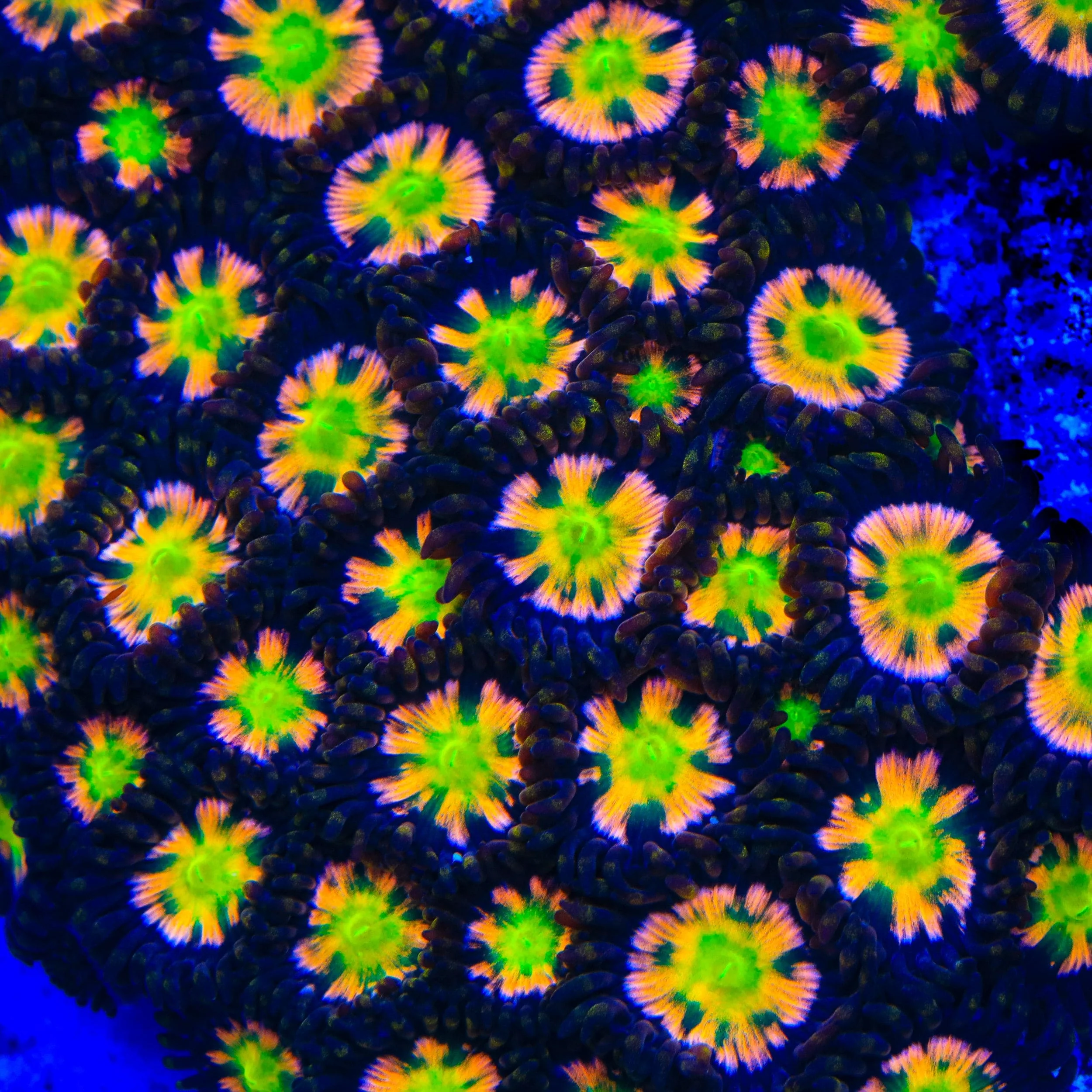 Bizarro Zoanthids Coral - Image 4