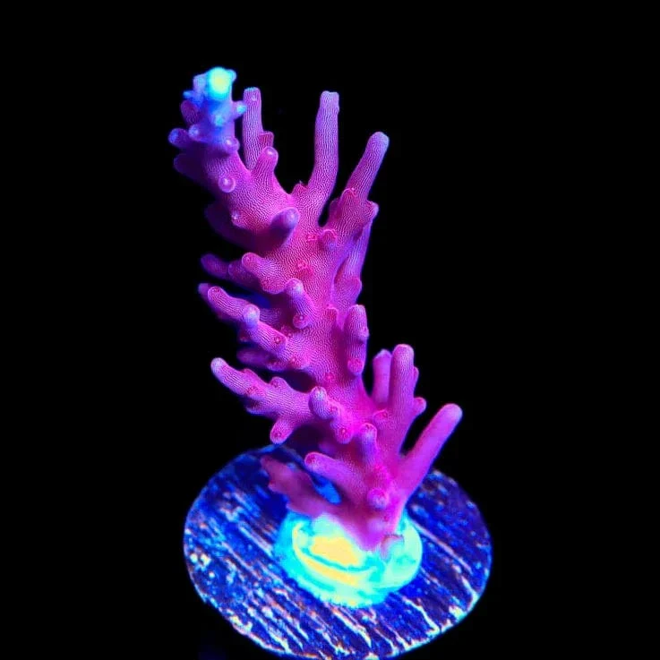 OG Red Dragon Acropora Coral - Image 3