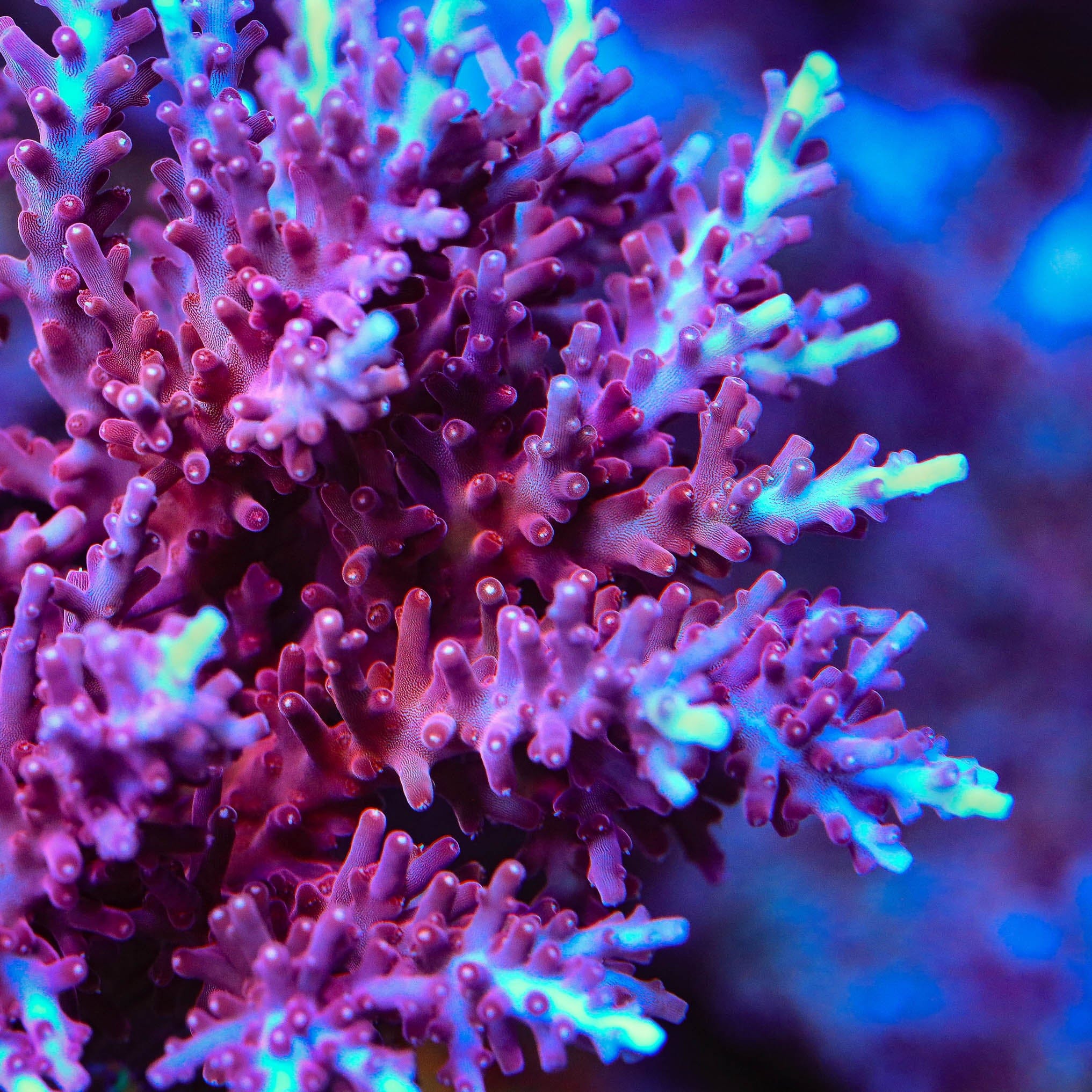 OG Red Dragon Acropora Coral - Image 4