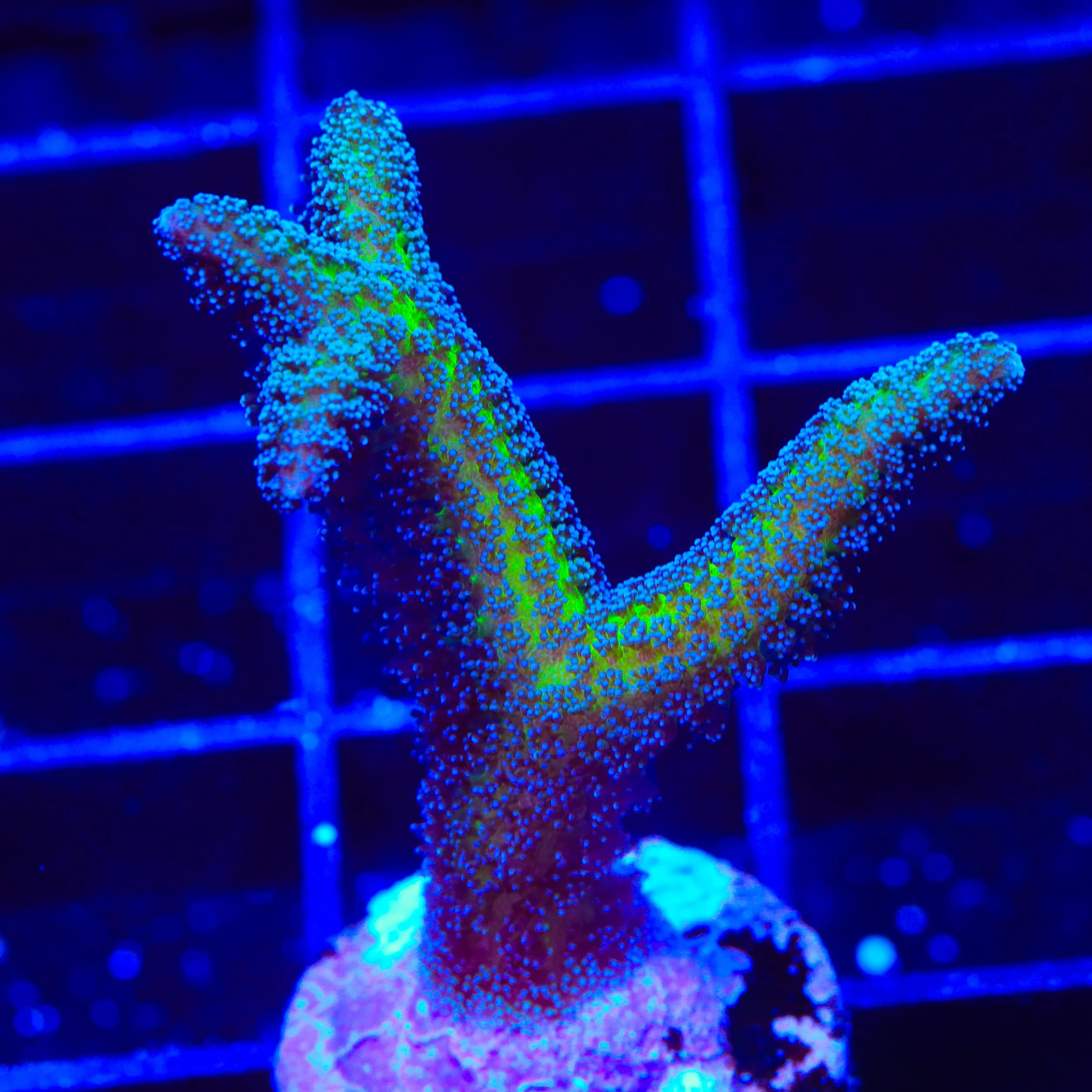 ORA Bird of Paradise Birdsnest Coral - Image 2
