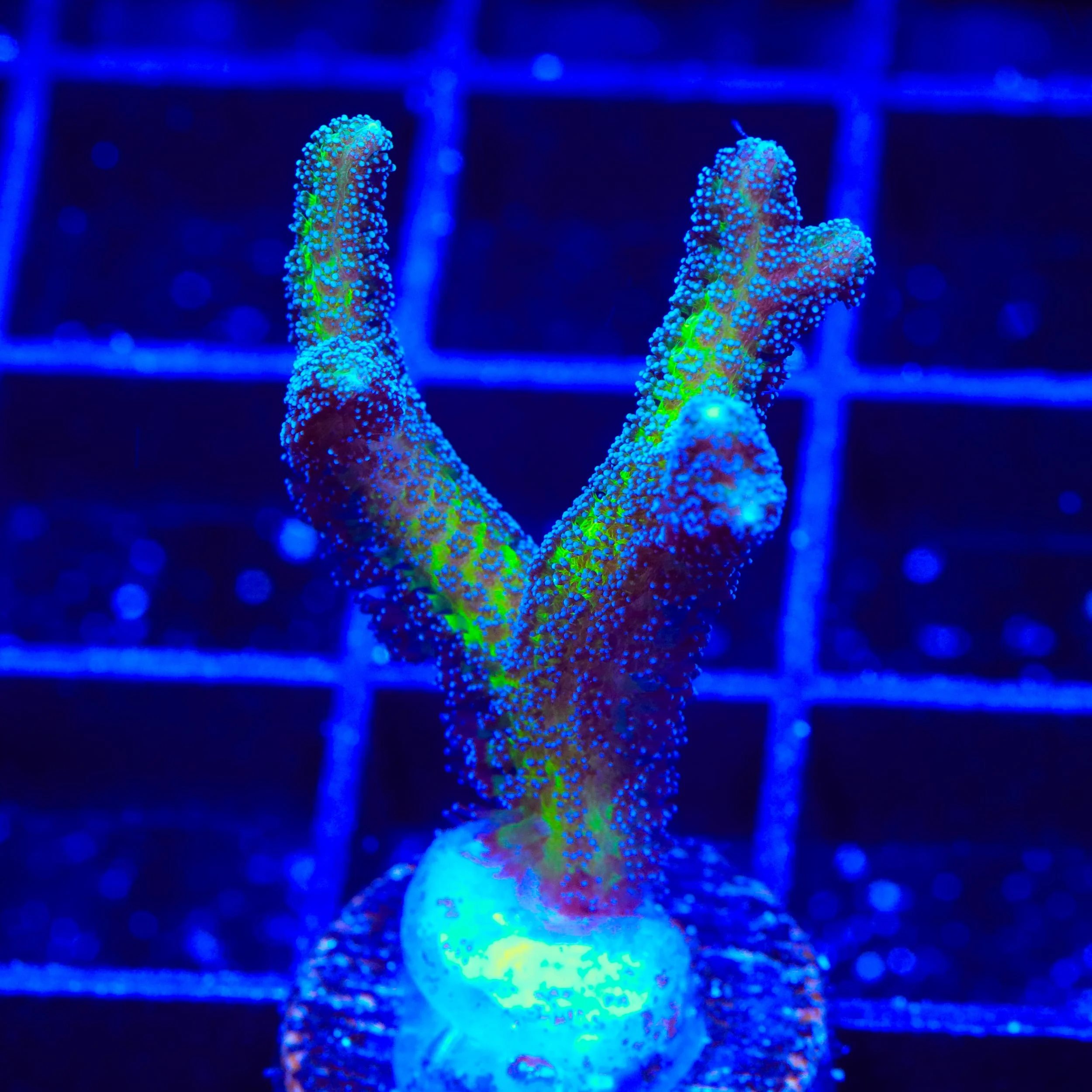 ORA Bird of Paradise Birdsnest Coral - Image 3