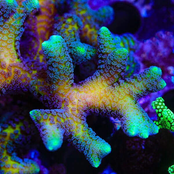 ORA Bird of Paradise Birdsnest Coral - Image 4