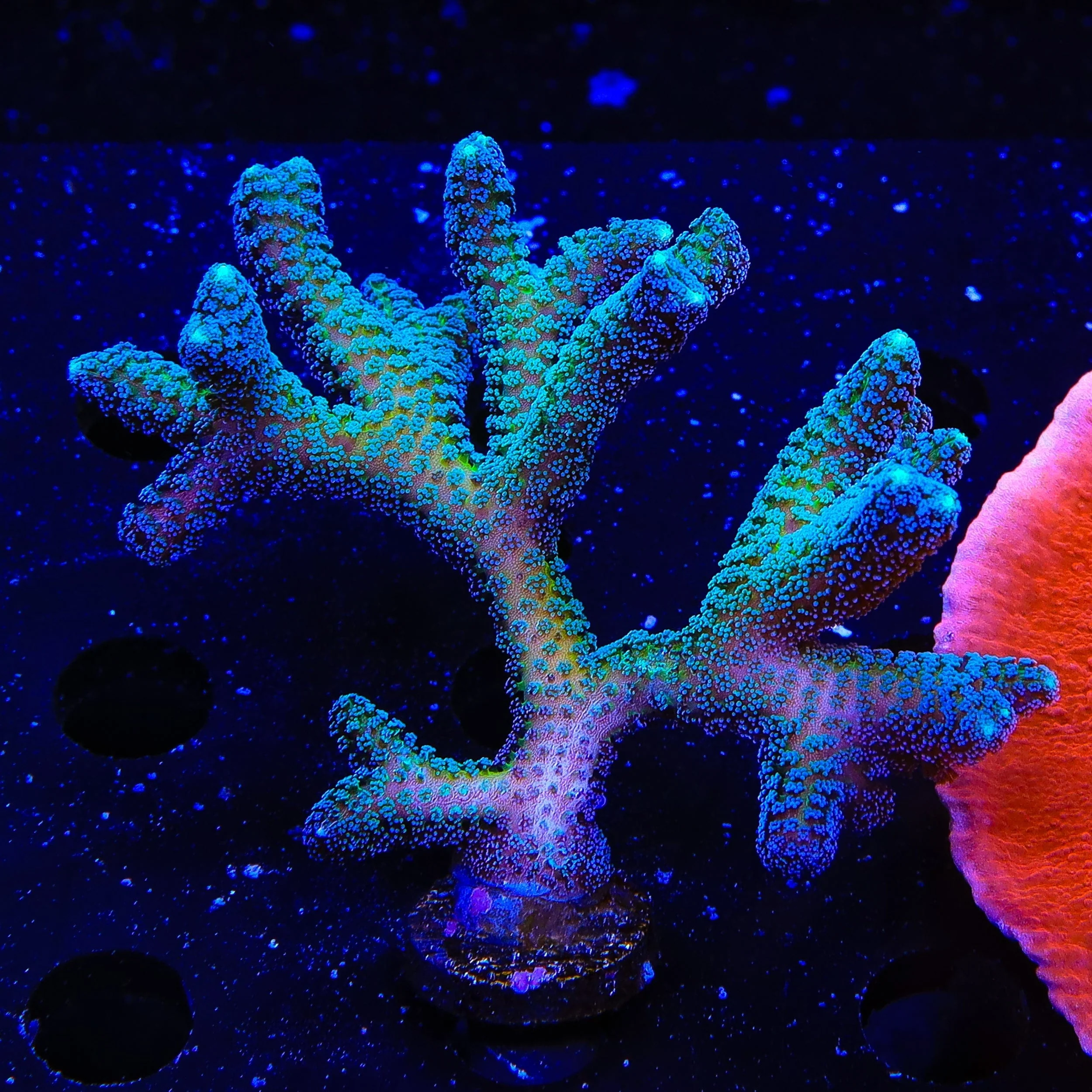 ORA Bird of Paradise XL Frag Coral - Image 2