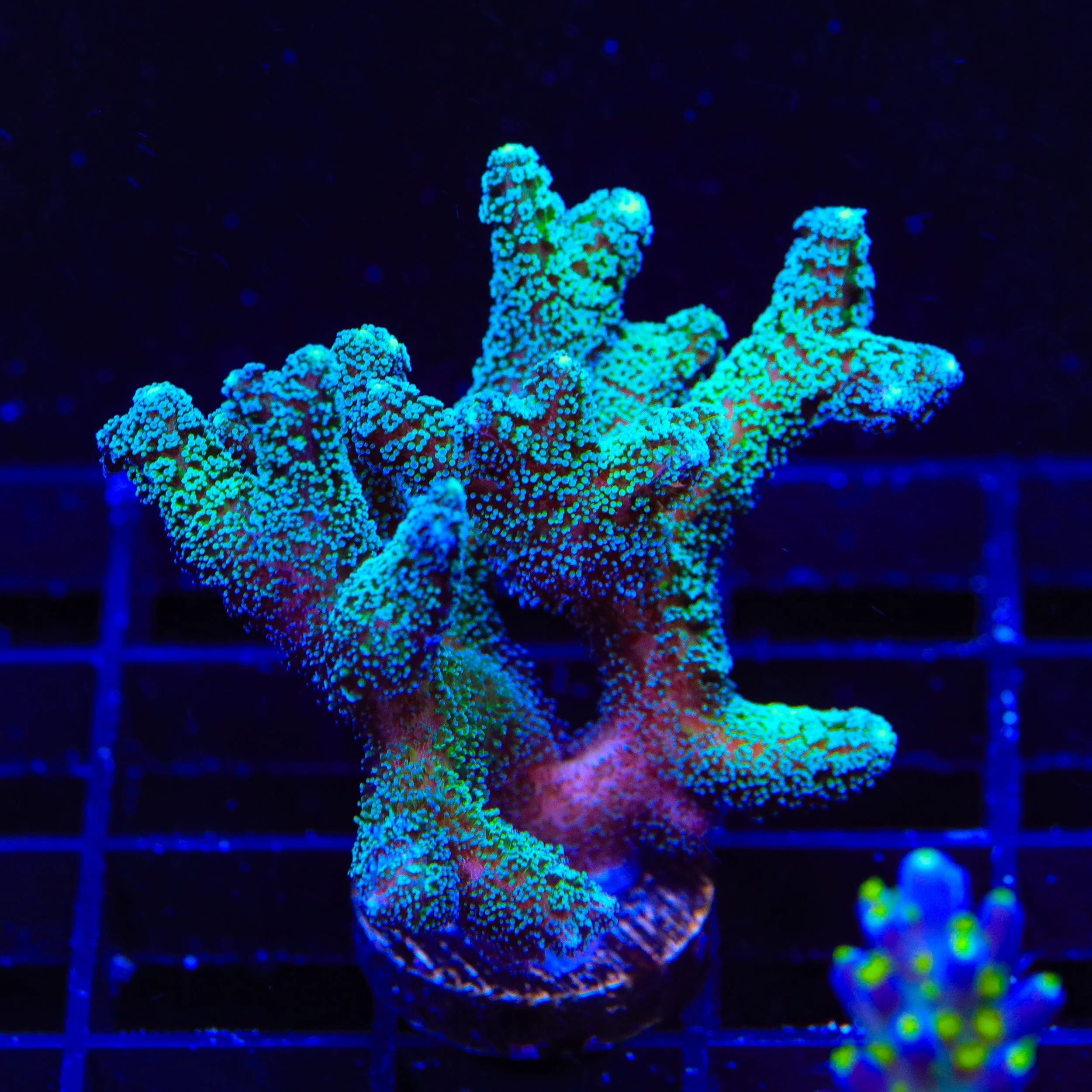 ORA Bird of Paradise XL Frag Coral - Image 3