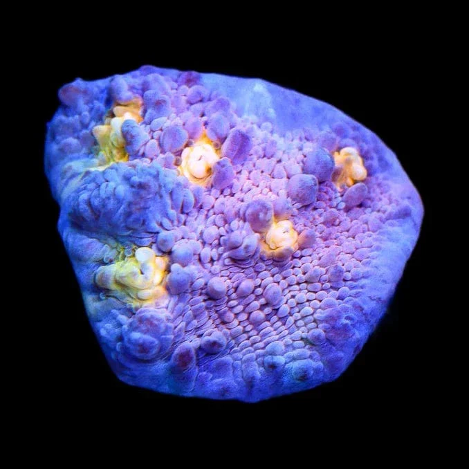 ORA Easter Egg Chalice Coral - Image 2