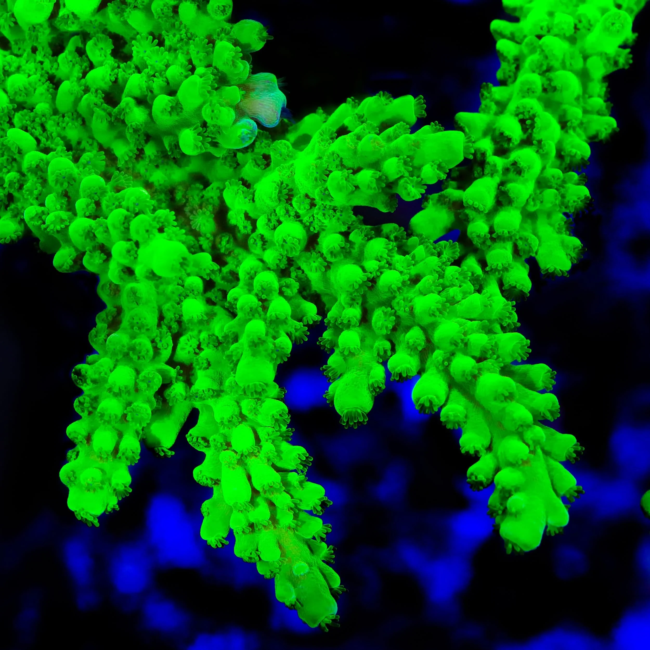 ORA Frogskin Acropora Coral - Image 2