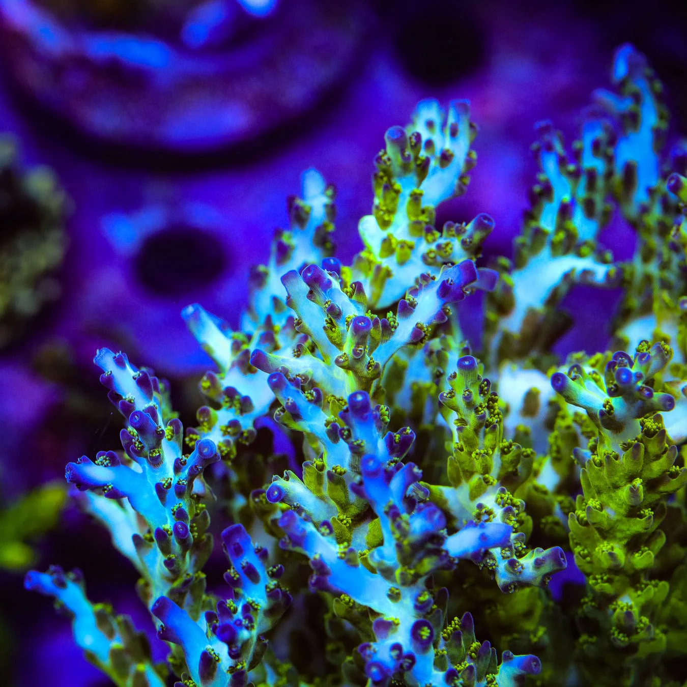ORA Pearlberry Acropora Coral - Image 6
