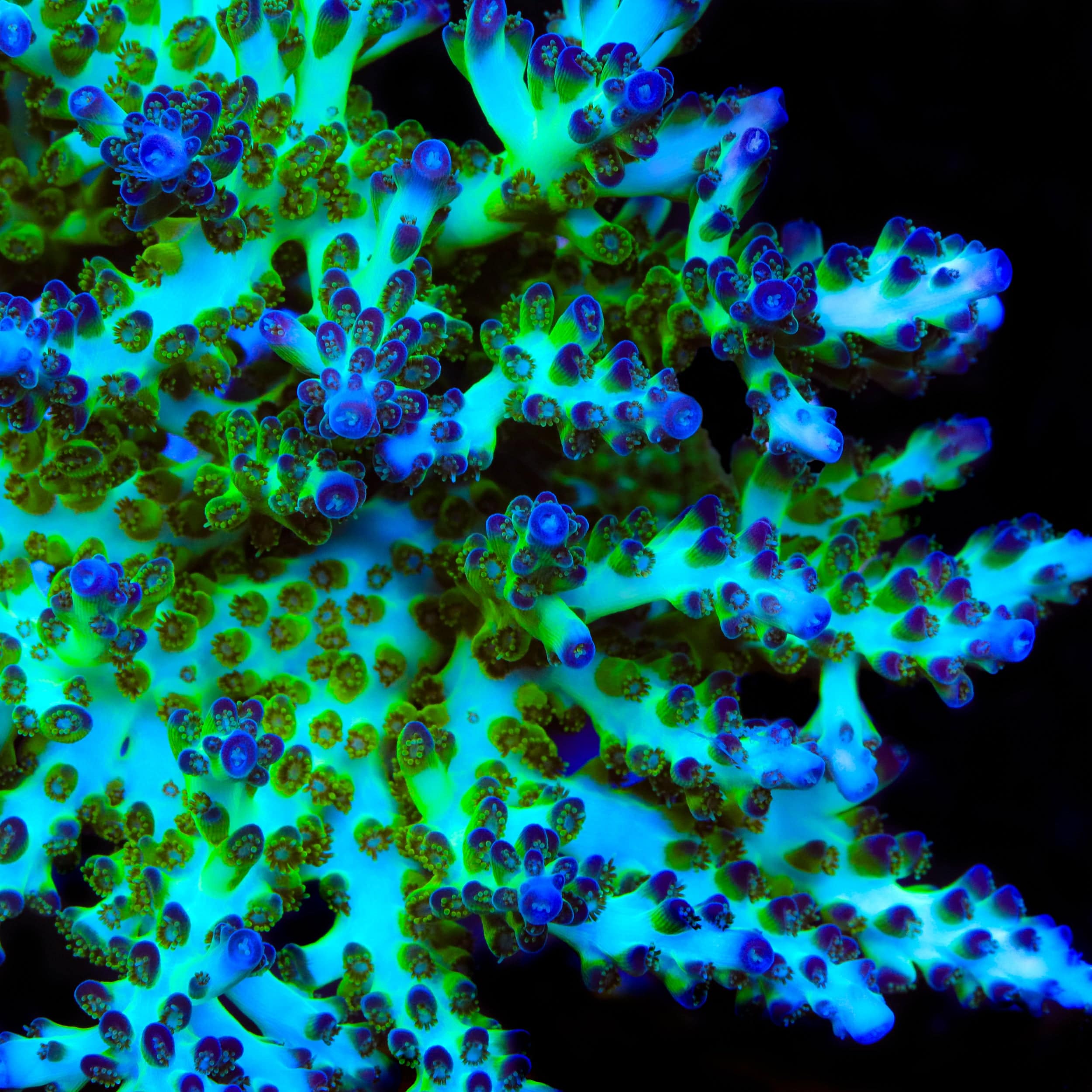 ORA Pearlberry Acropora XL Frag Coral - Image 2