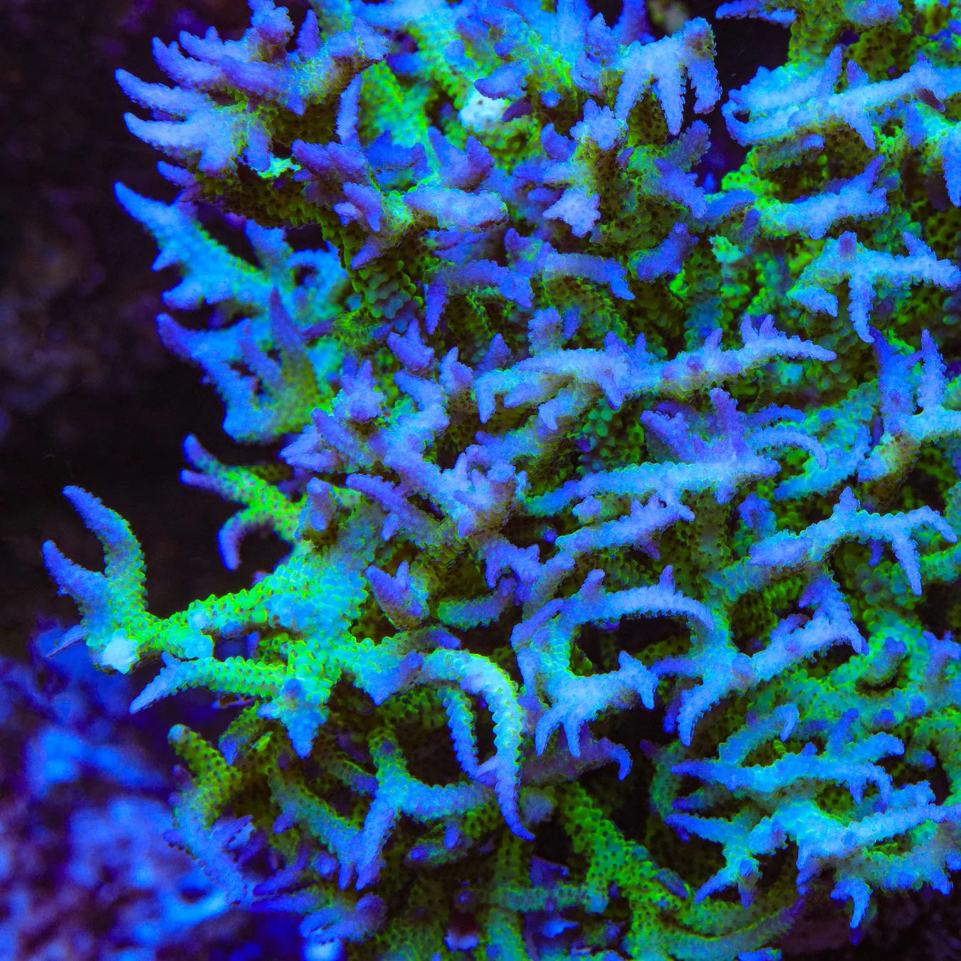 ORA Ponape Birdsnest Coral - Image 2
