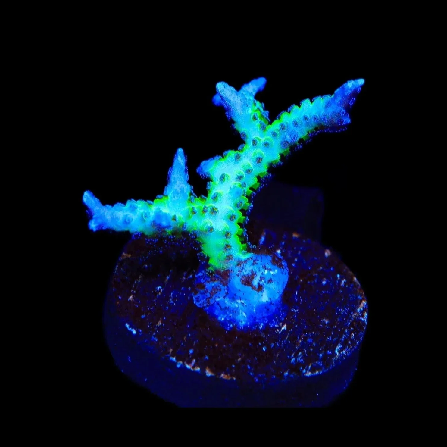ORA Ponape Birdsnest Coral - Image 2