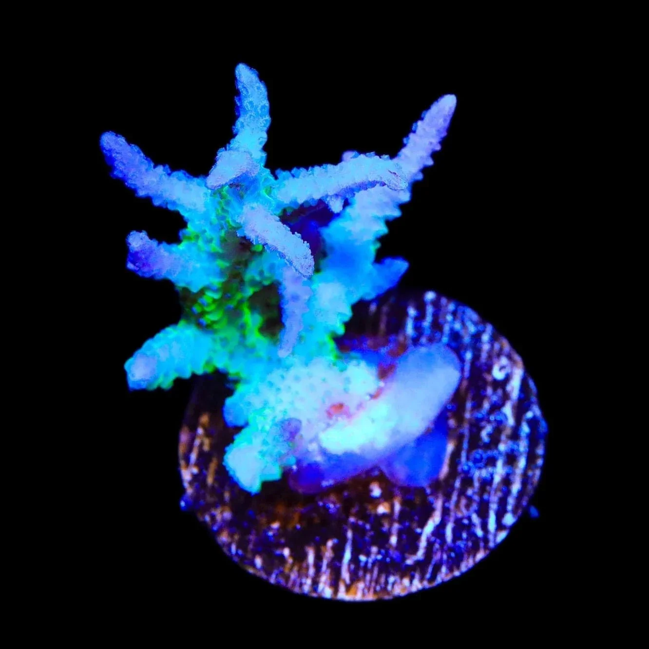 ORA Ponape Birdsnest Coral - Image 3