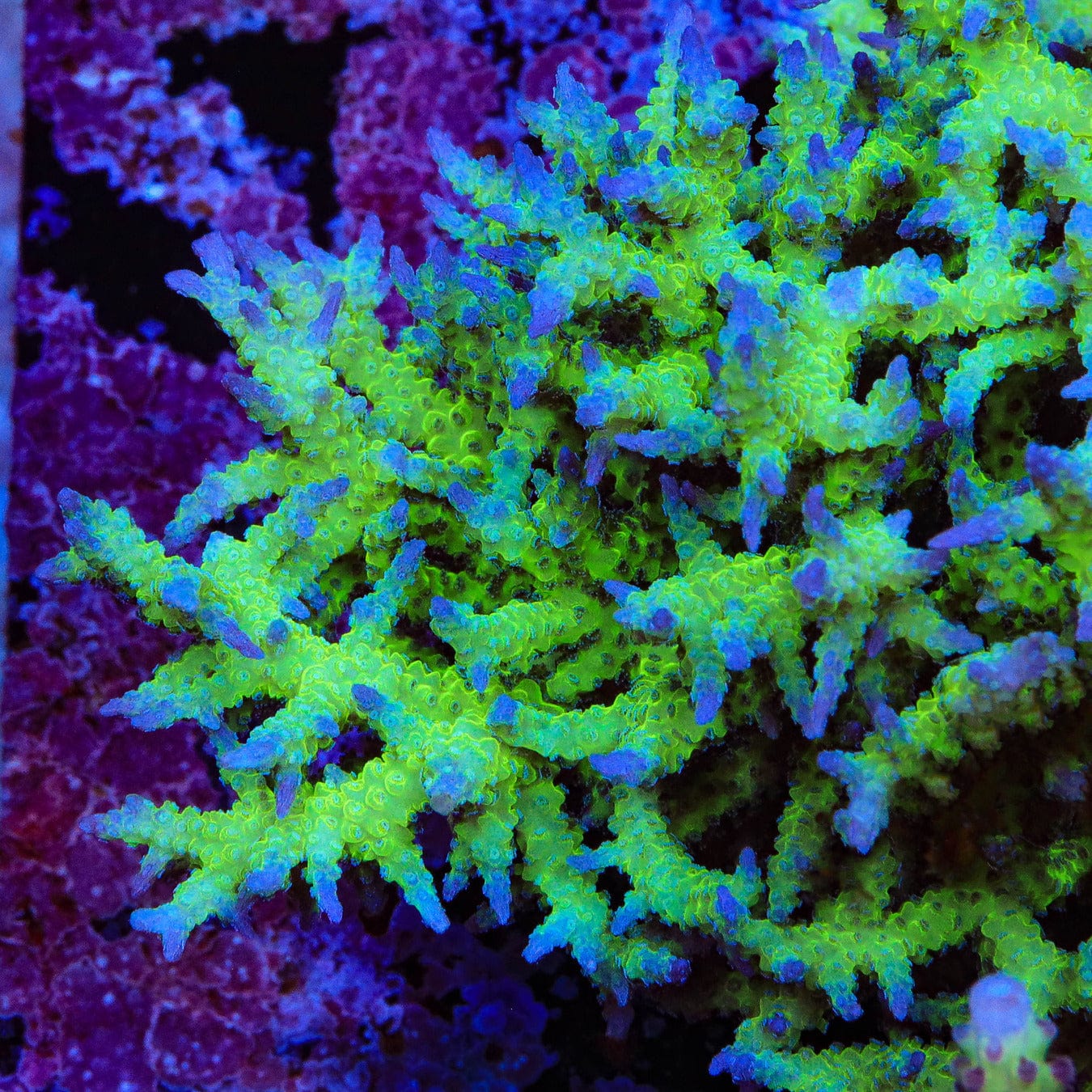 ORA Ponape Birdsnest Coral - Image 4