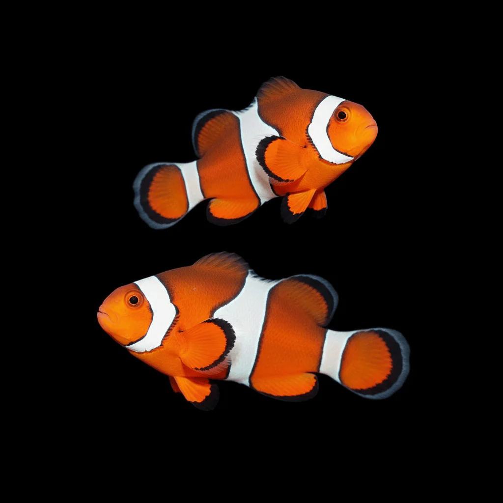 Orange Ocellaris Clownfish — Amphiprion ocellaris