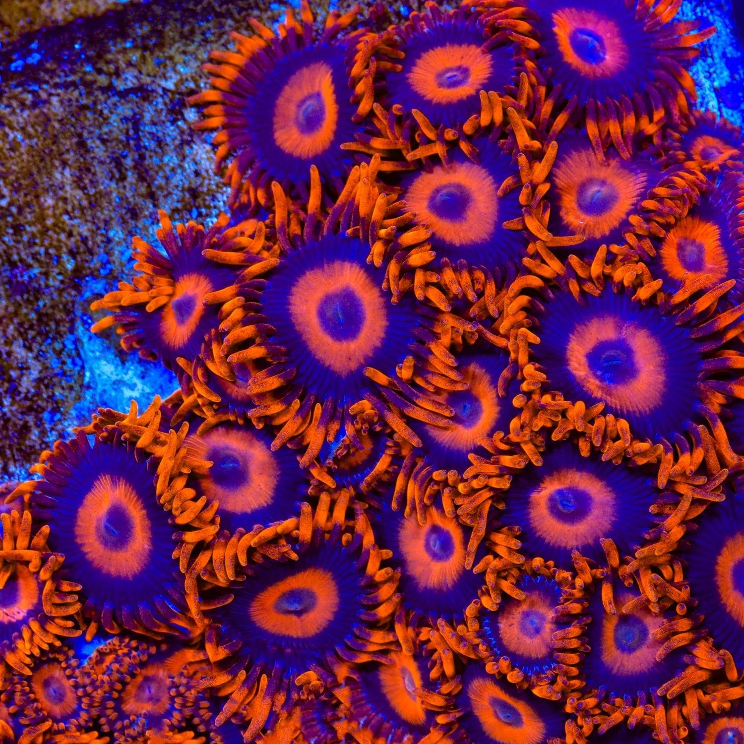 Orange Oxide Zoanthids Coral - Image 5