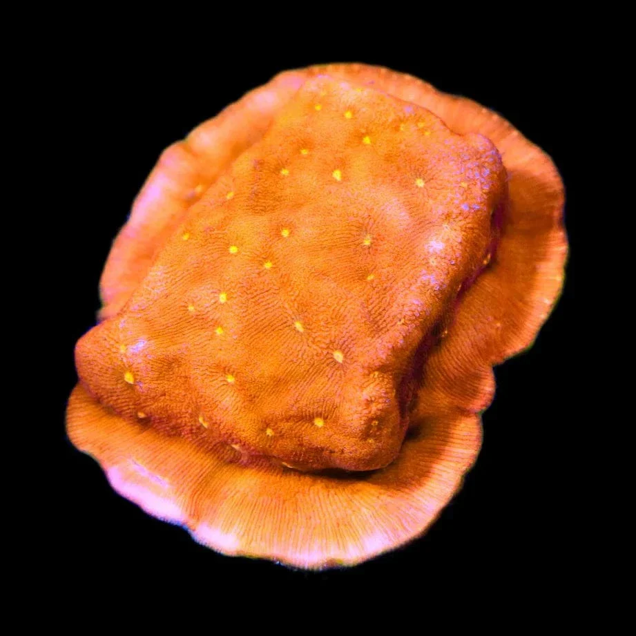 Orange Pachyseris Coral - Image 2