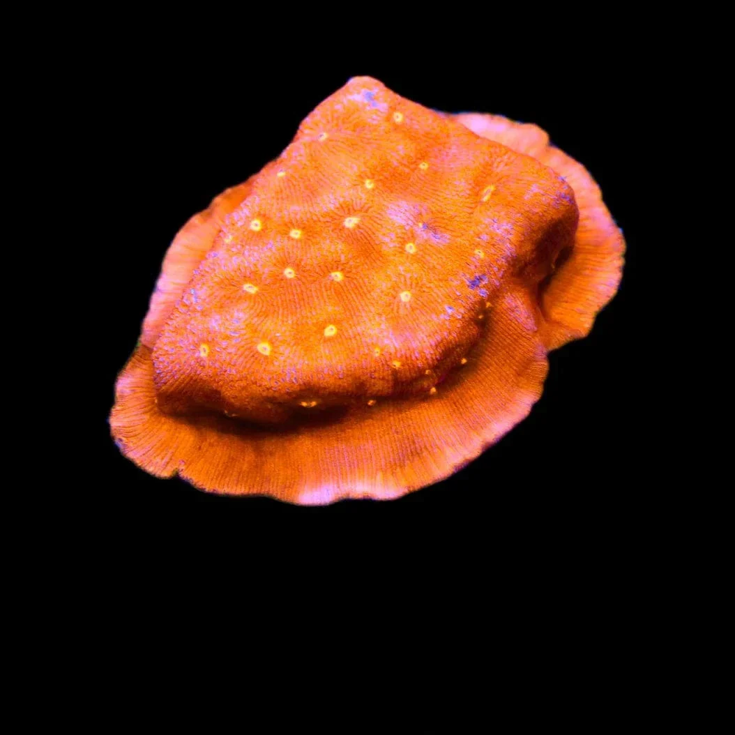 Orange Pachyseris Coral - Image 3