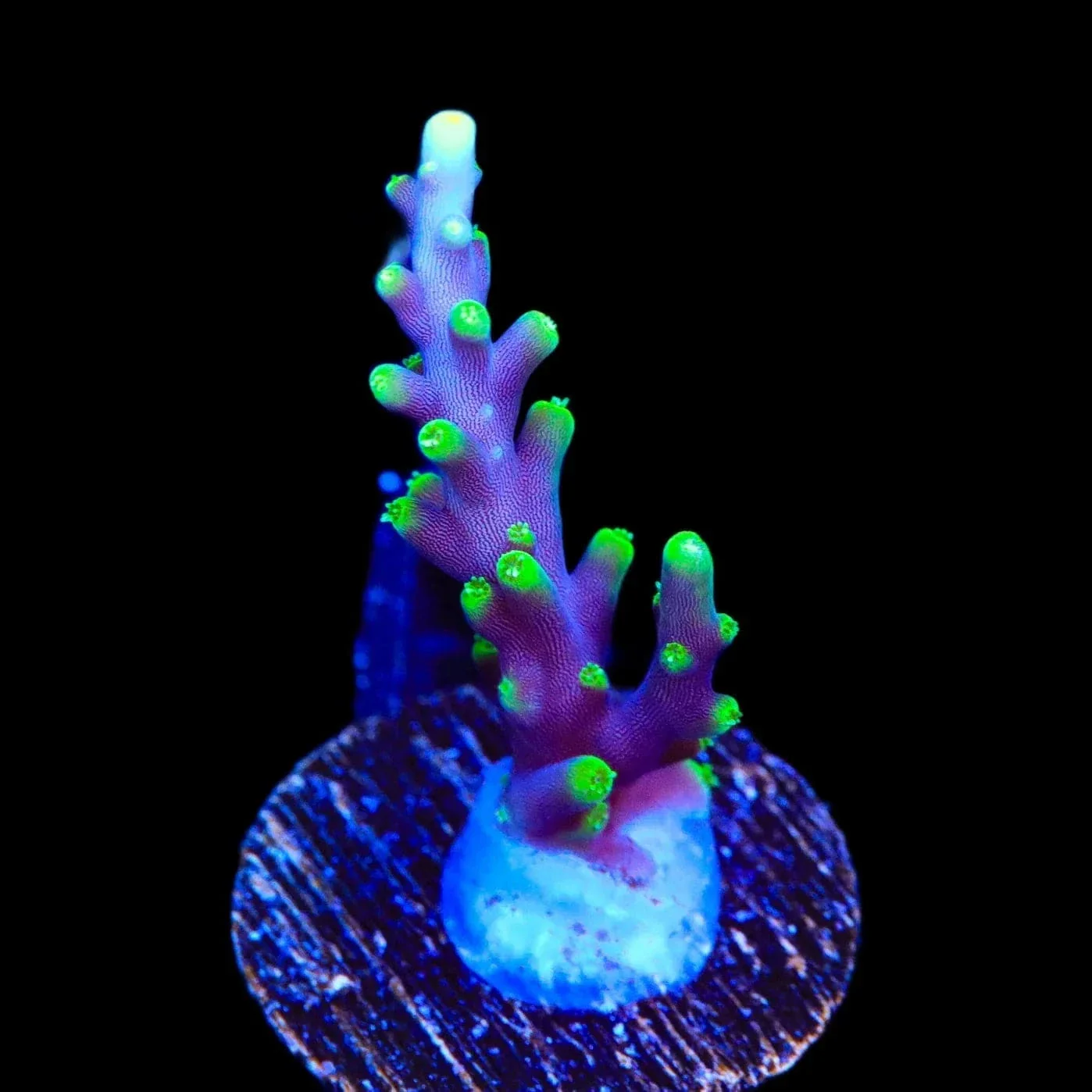 Pacman Dragon Acropora Coral - Image 2