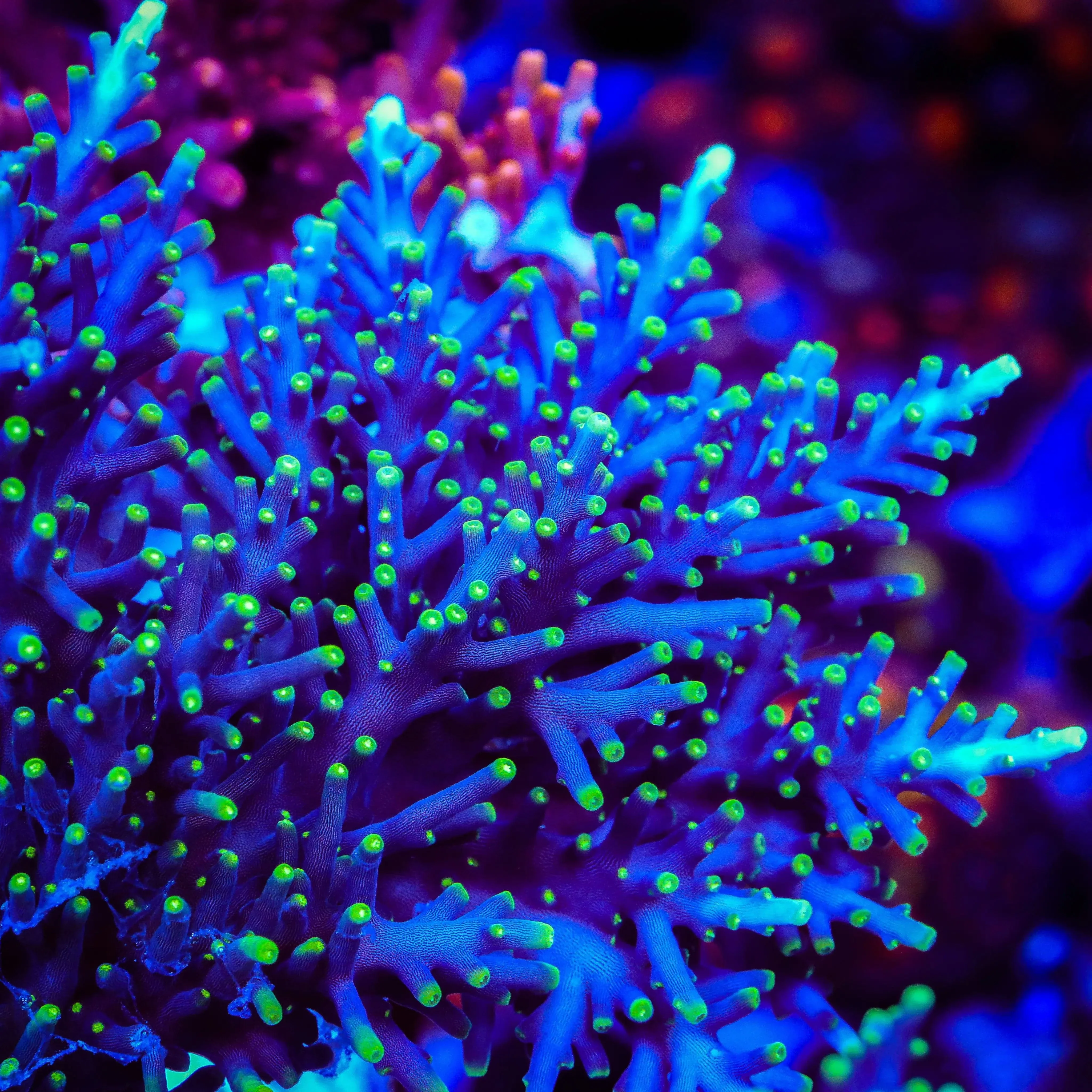 Pacman Dragon Acropora Coral - Image 3