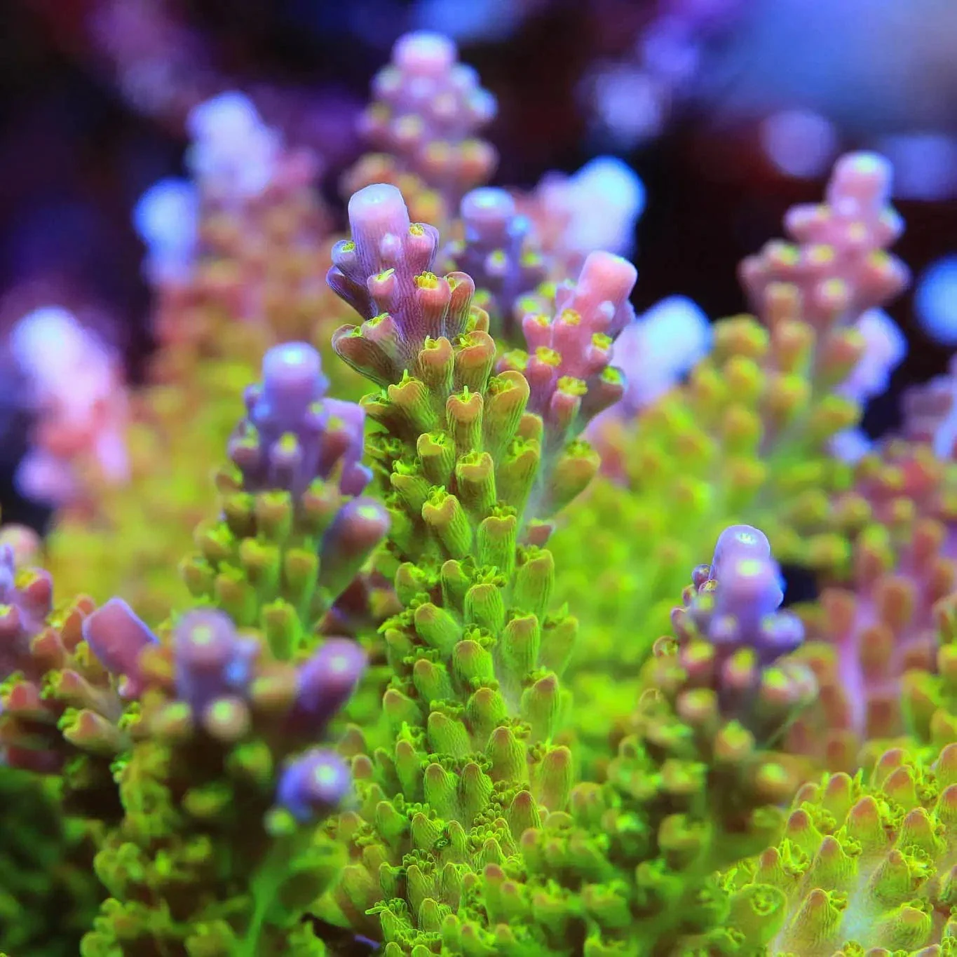 Paletta Pink Tip Acropora Coral - Image 3
