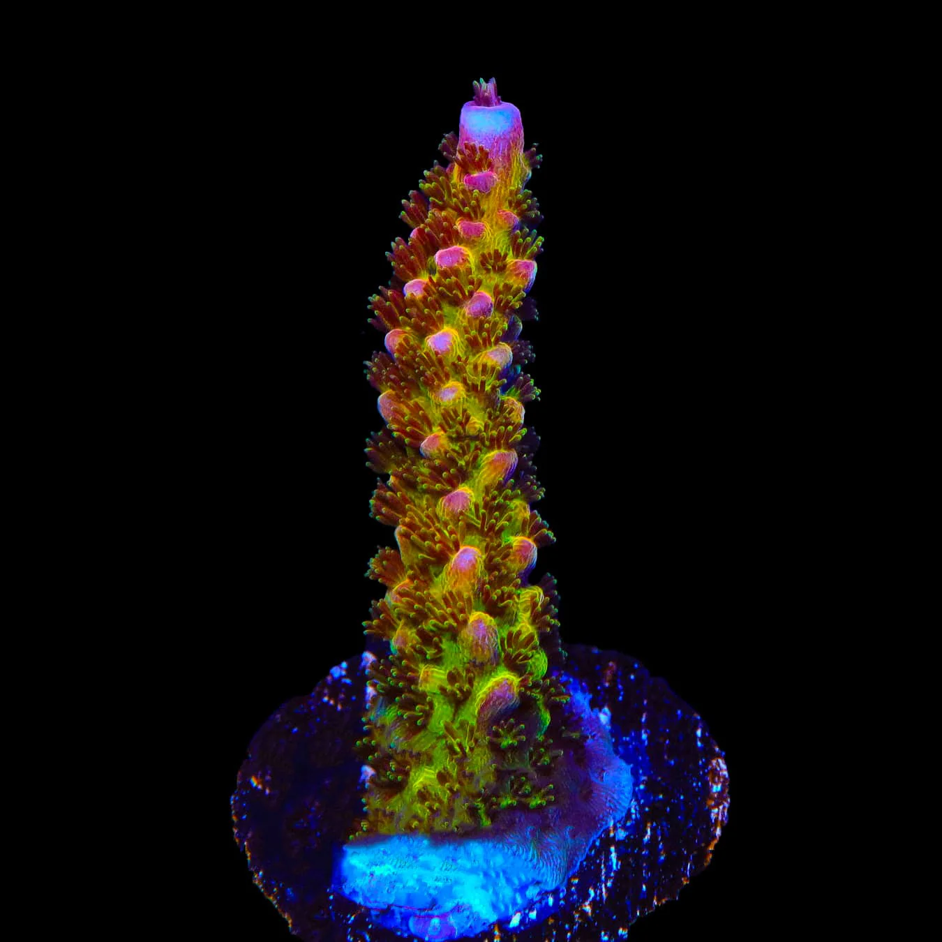 PC Rainbow Acropora Coral - Image 2