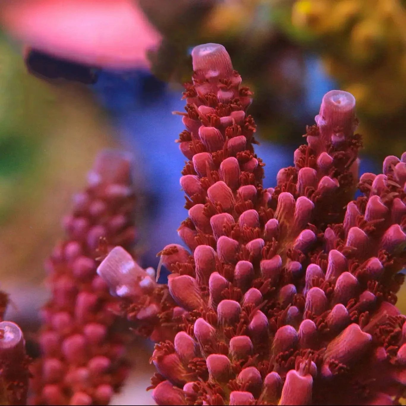 PC Rainbow Acropora Coral - Image 3
