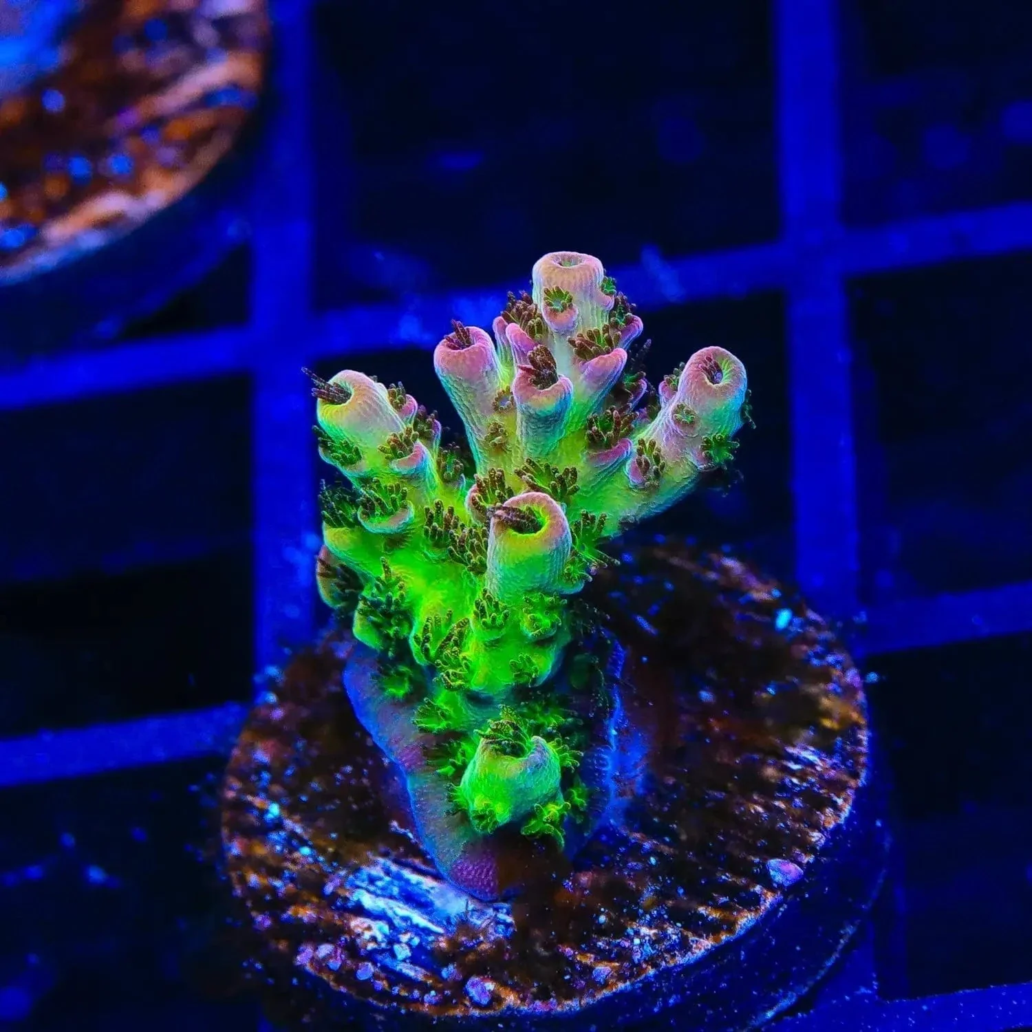PC Superman Acropora Coral - Image 2