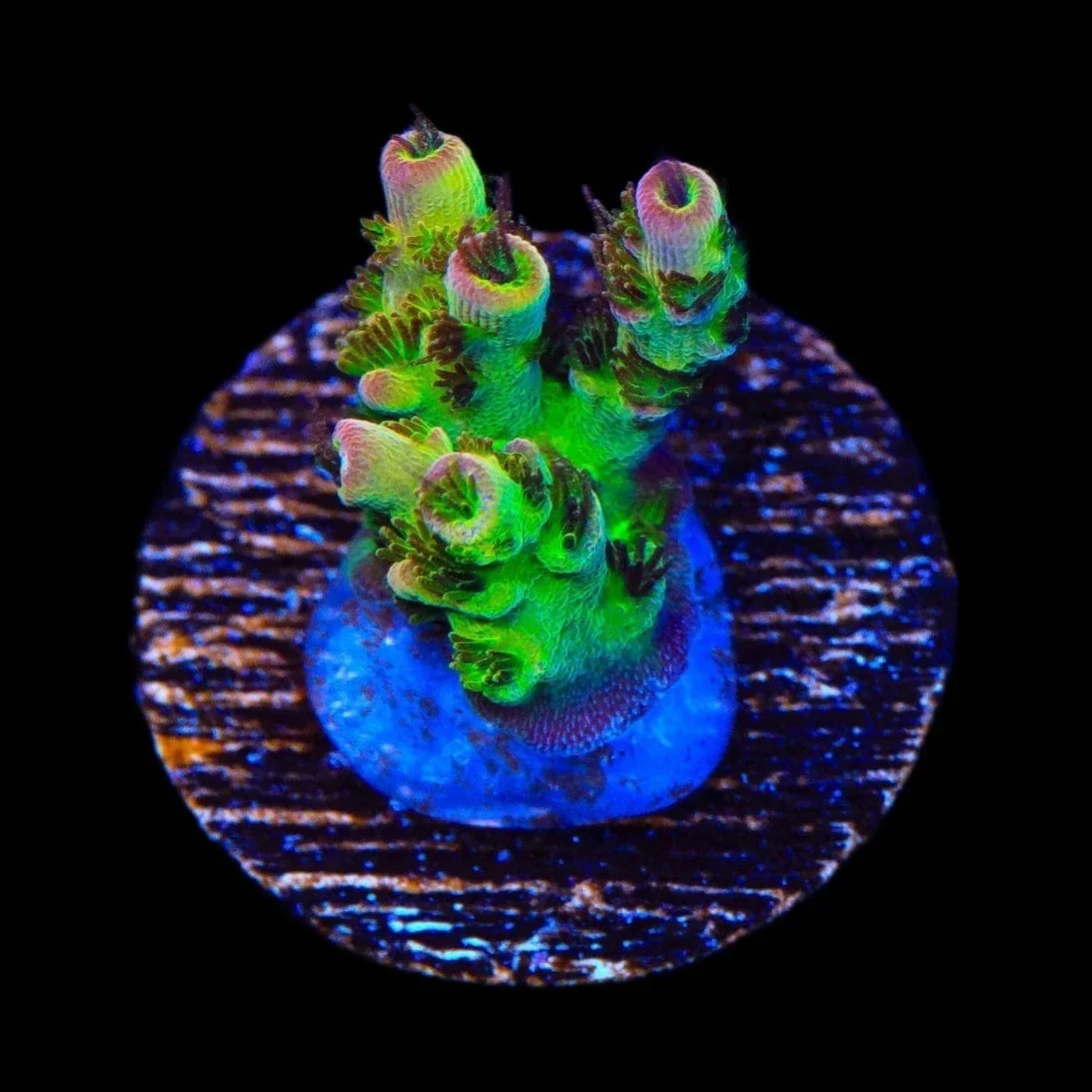 PC Superman Acropora Coral - Image 3