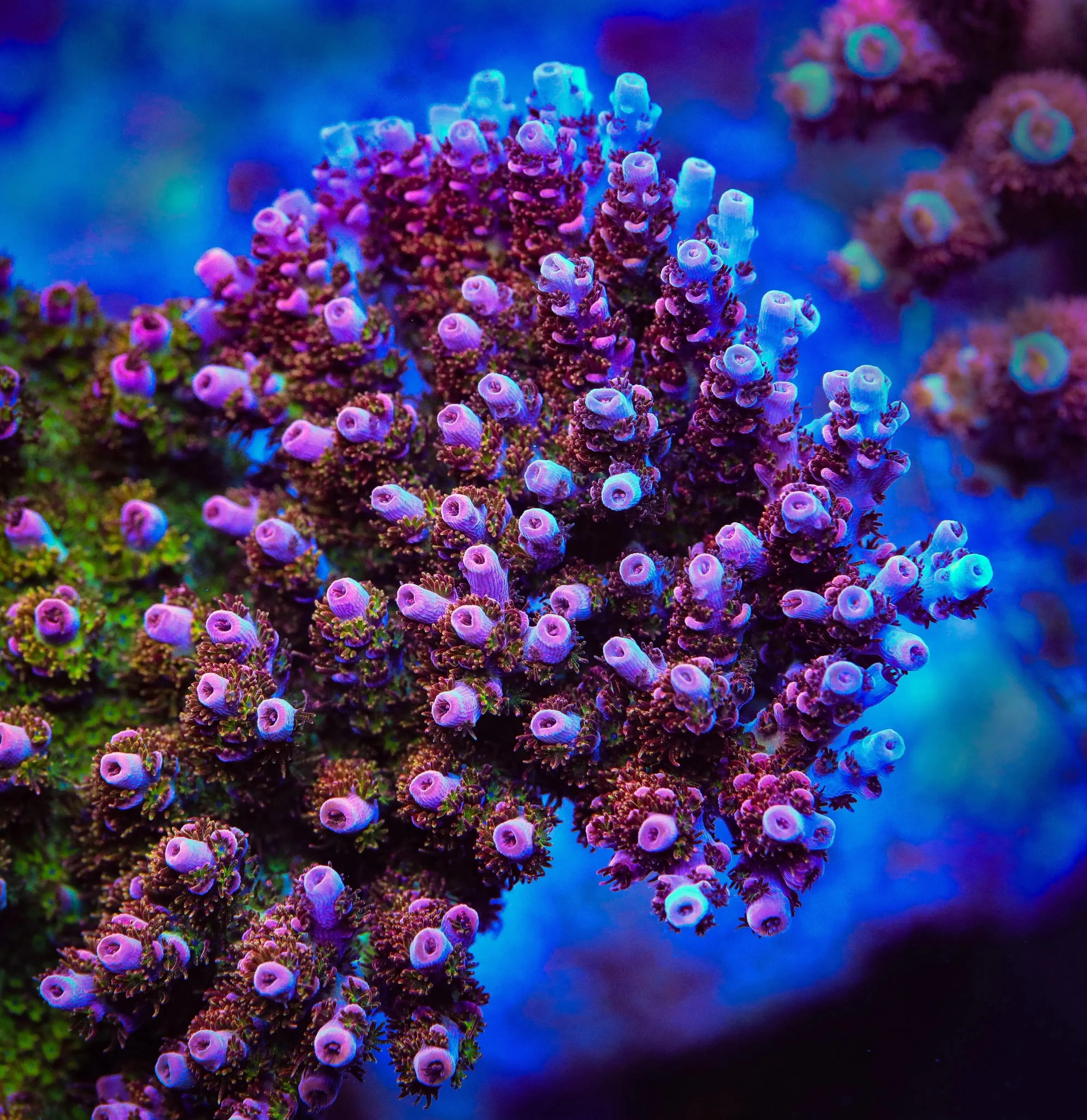 PC Superman Acropora Coral - Image 4