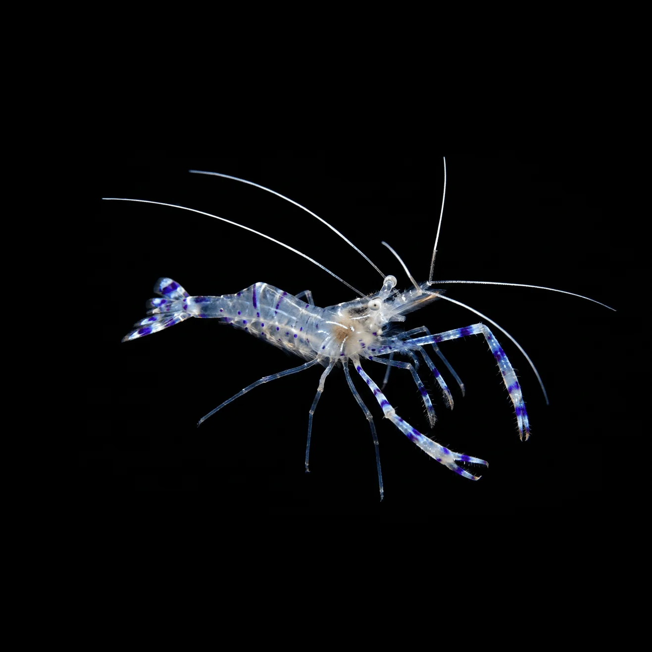Pederson Cleaner Shrimp