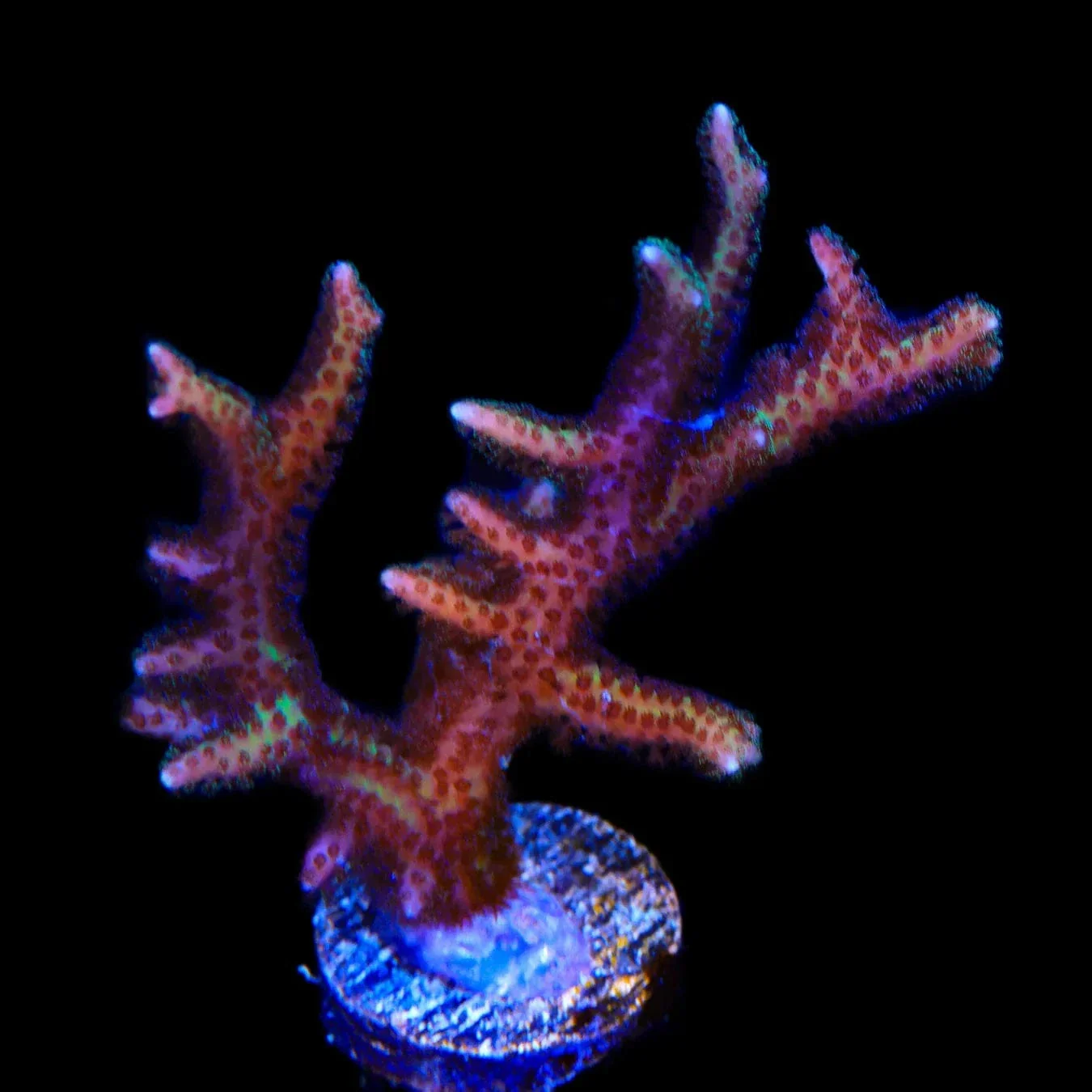 Pink Birdsnest Coral - Image 2
