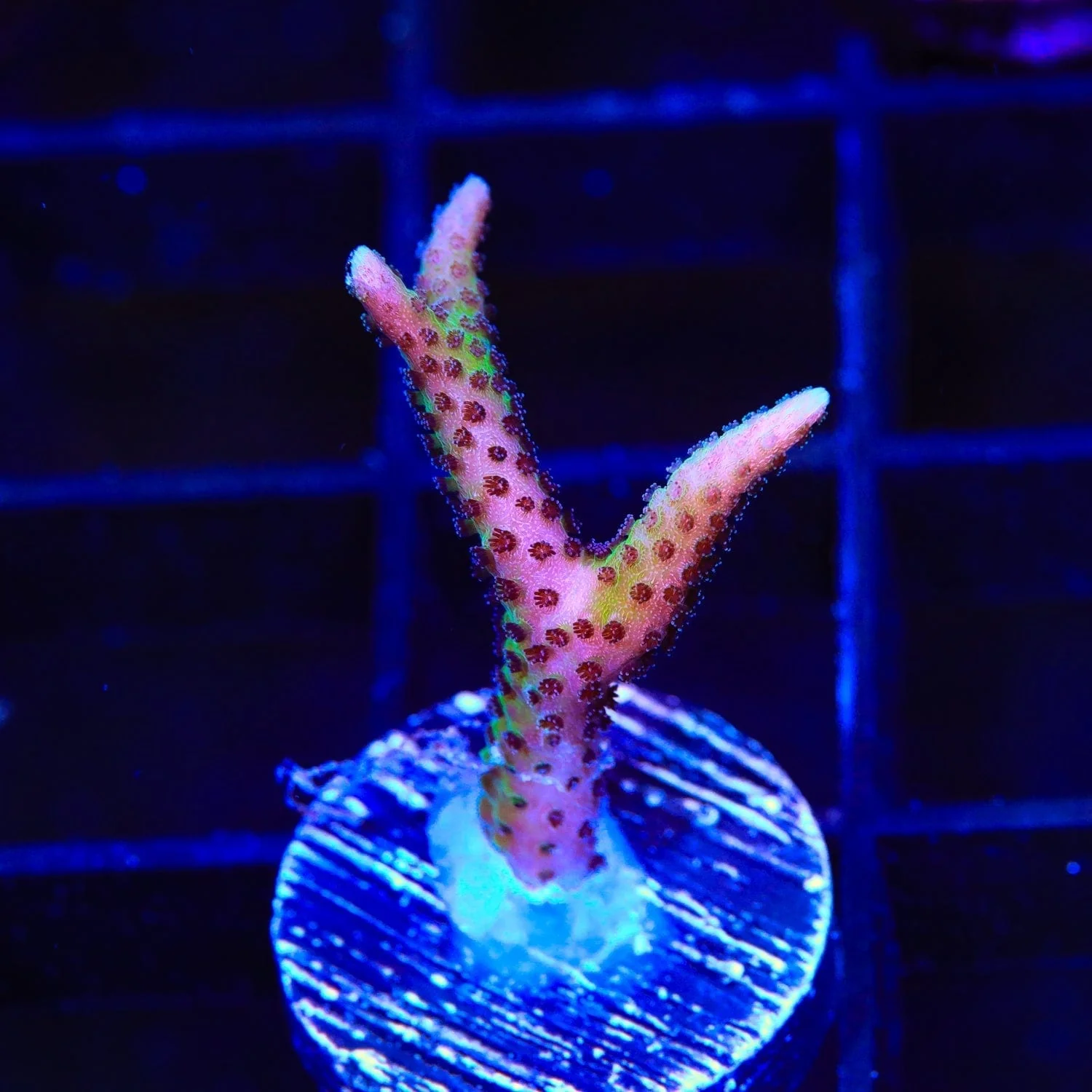 Pink Birdsnest Coral - Image 4