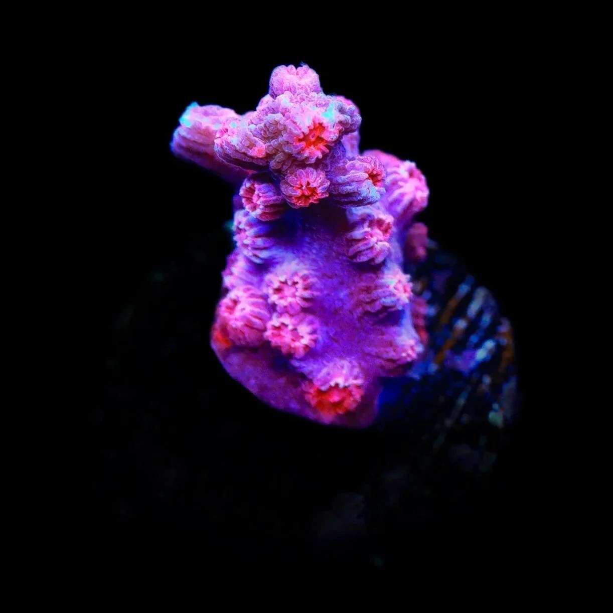 Pink Branching Cyphastrea Coral - Image 3